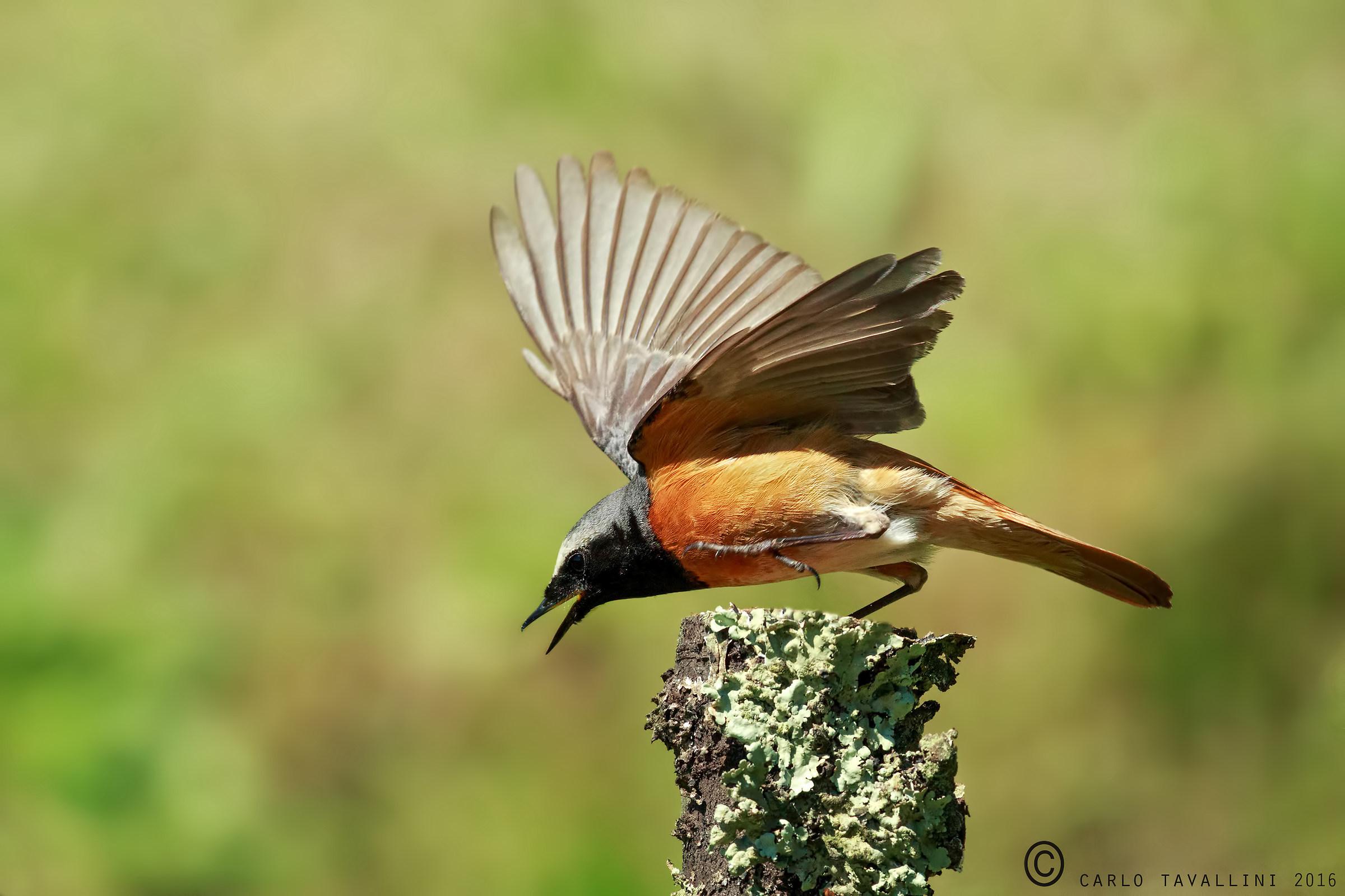 Redstart