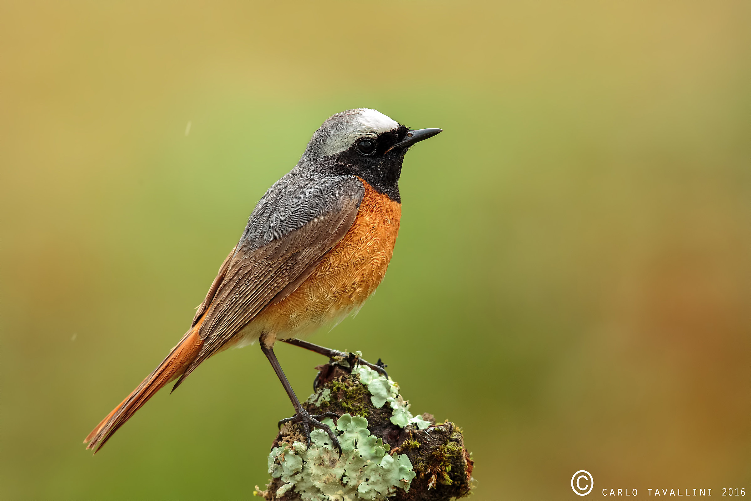 Redstart in the rain