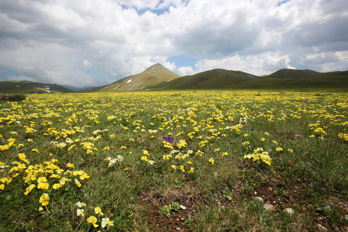 carpet of flowers