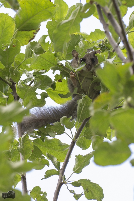 non mi vedi....non mi vedi....non mi vedi...