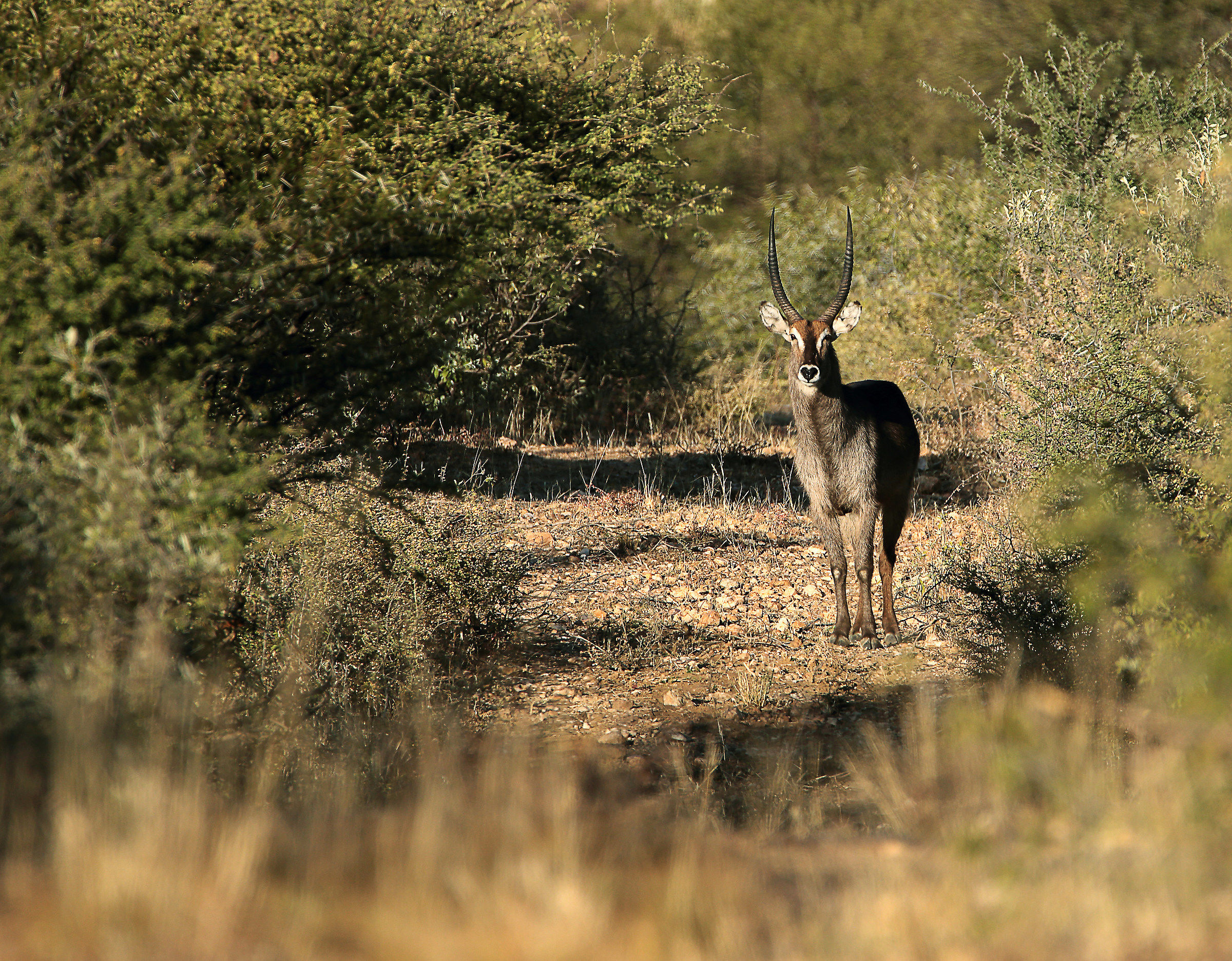Waterbuck