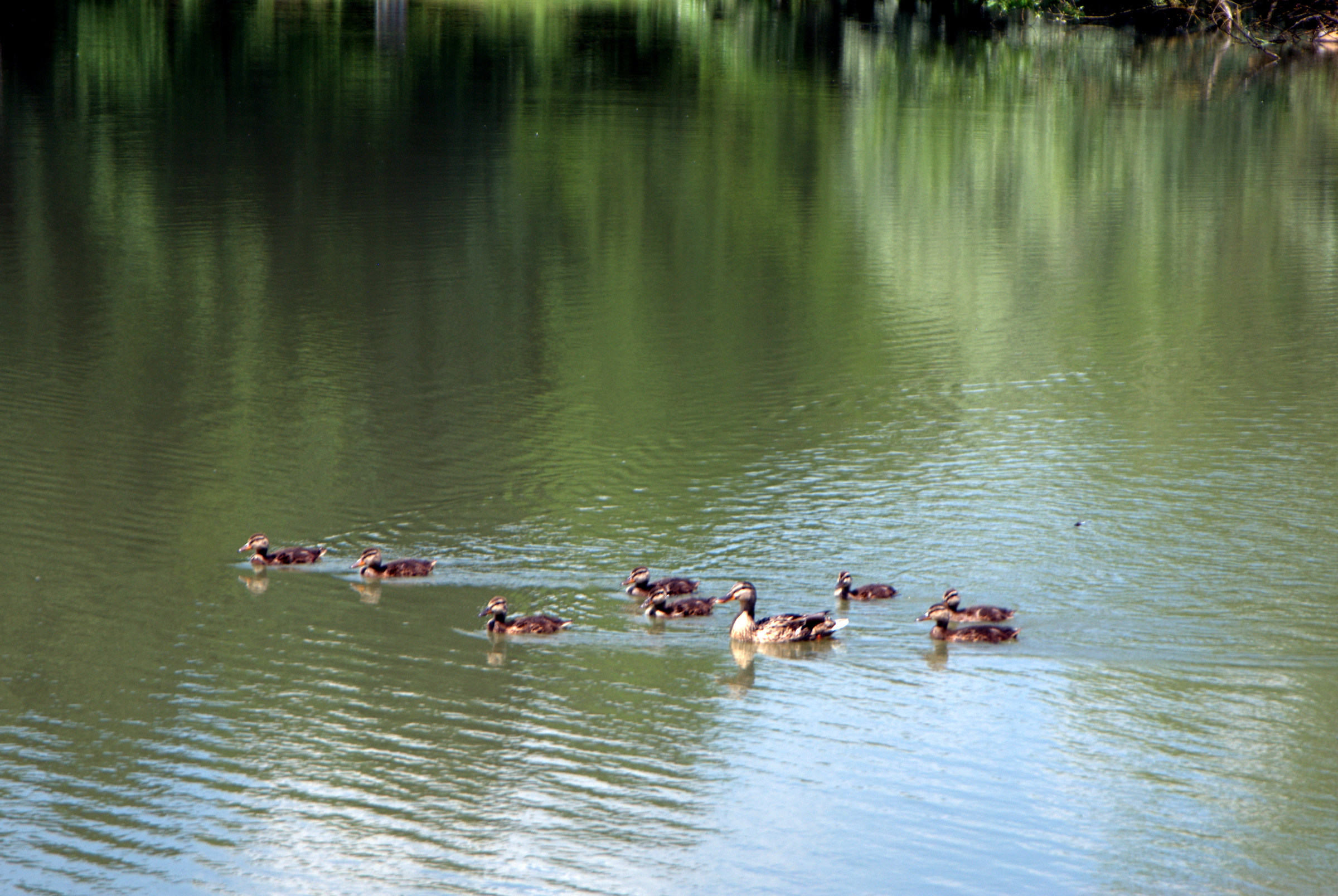 Photo The lake Foppe