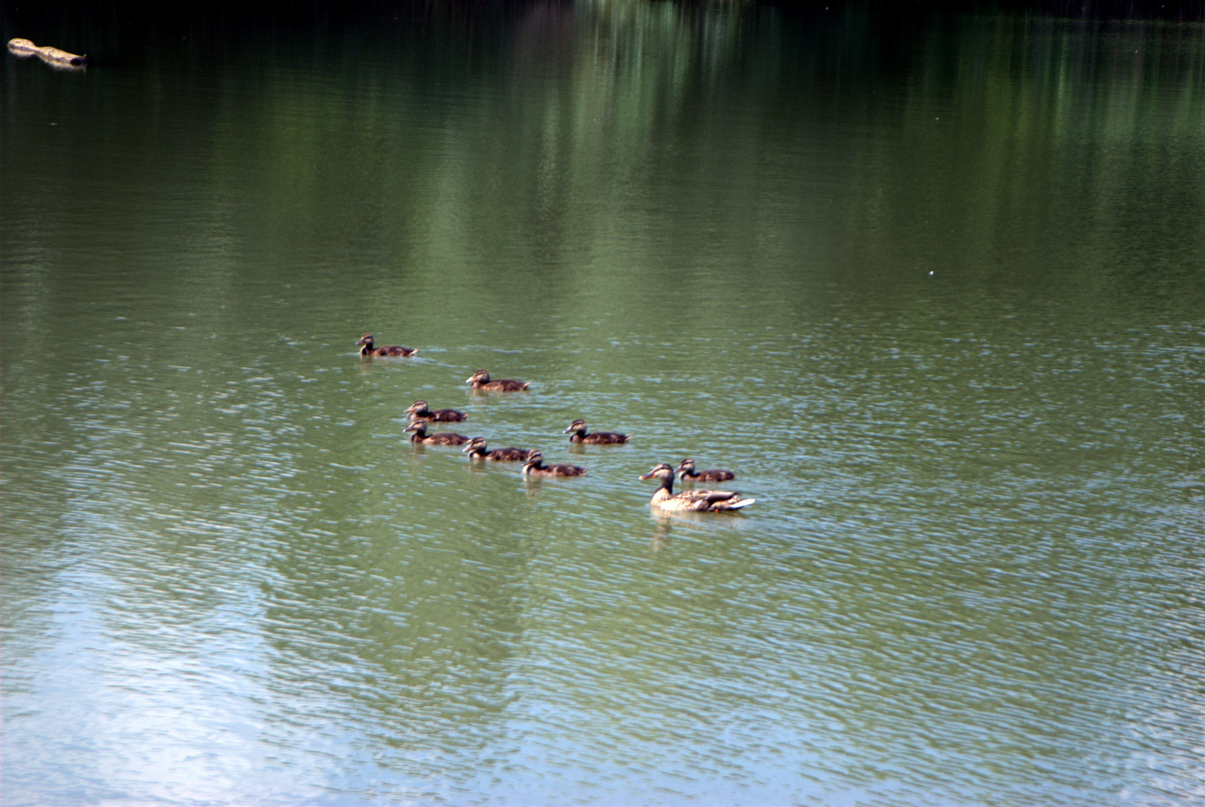 Photo Foppe the lake of Cavenago di Brianza