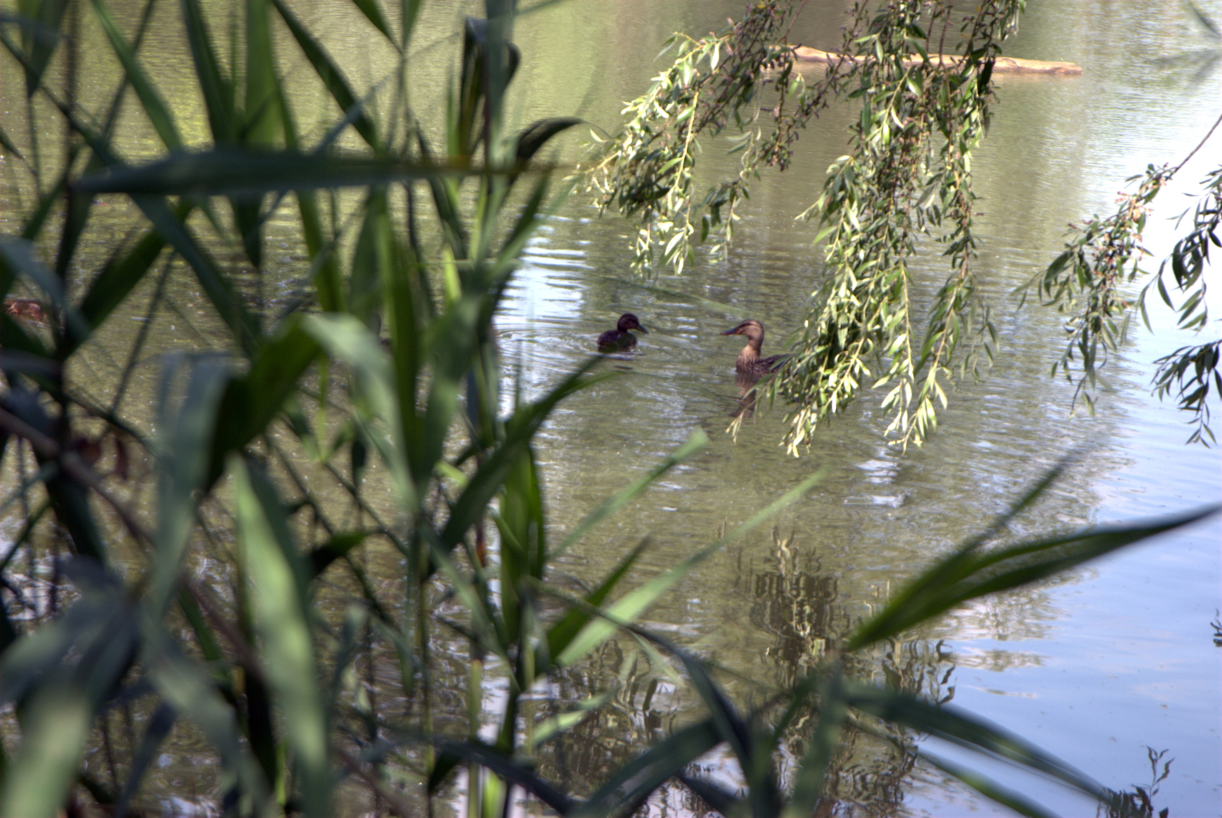 Photo Foppe the lake of Cavenago di Brianza