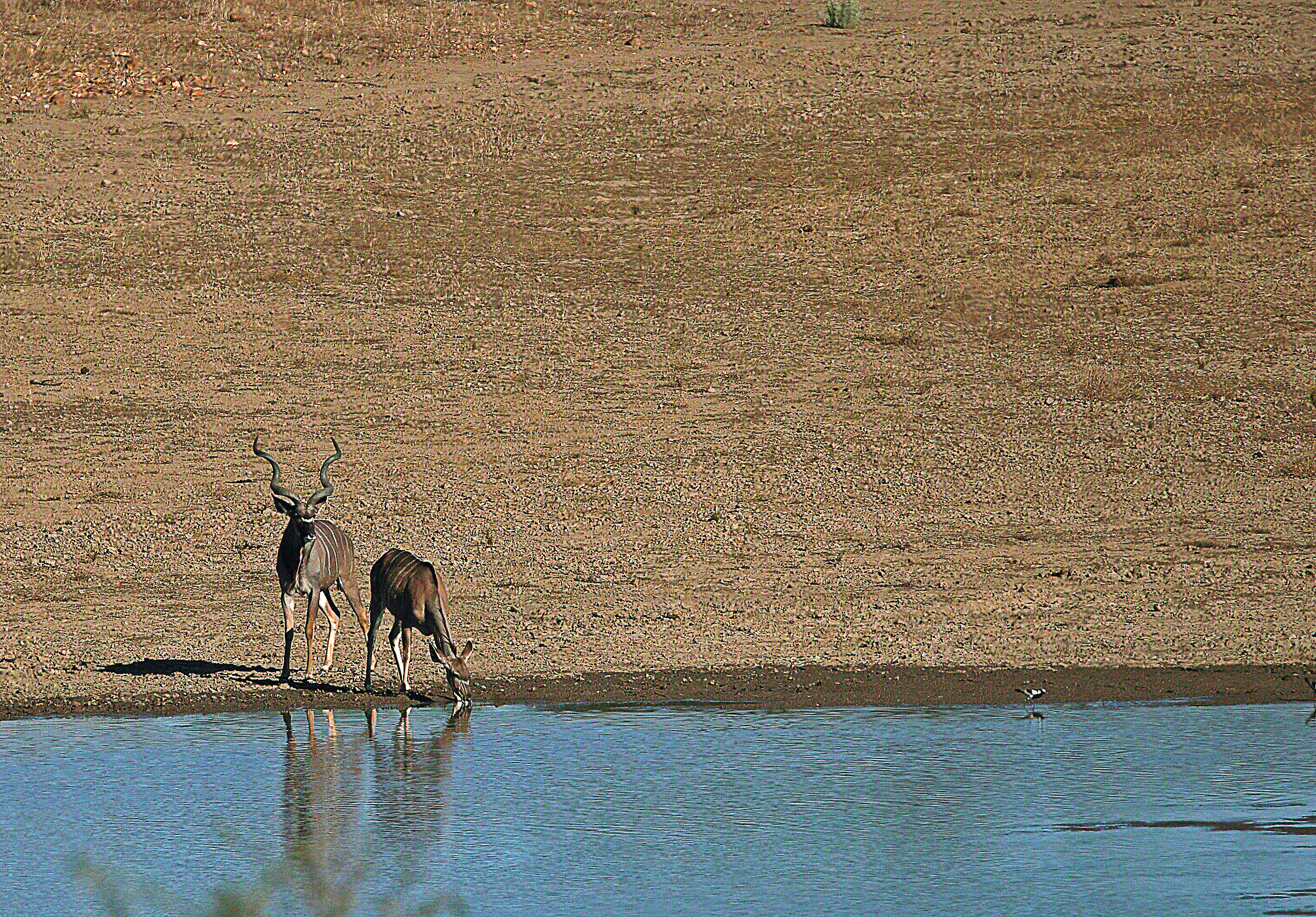 Kudu maschio e femmina