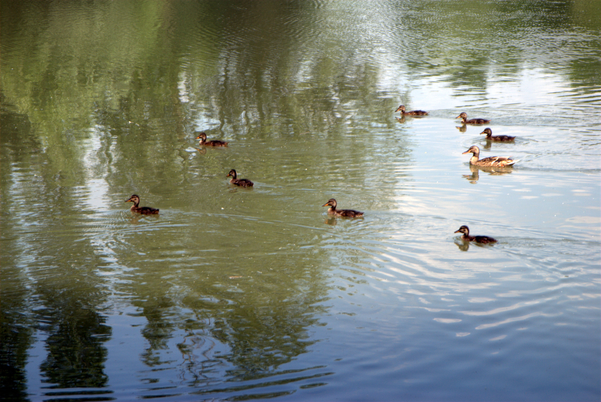 Photo Foppe the lake of Cavenago di Brianza