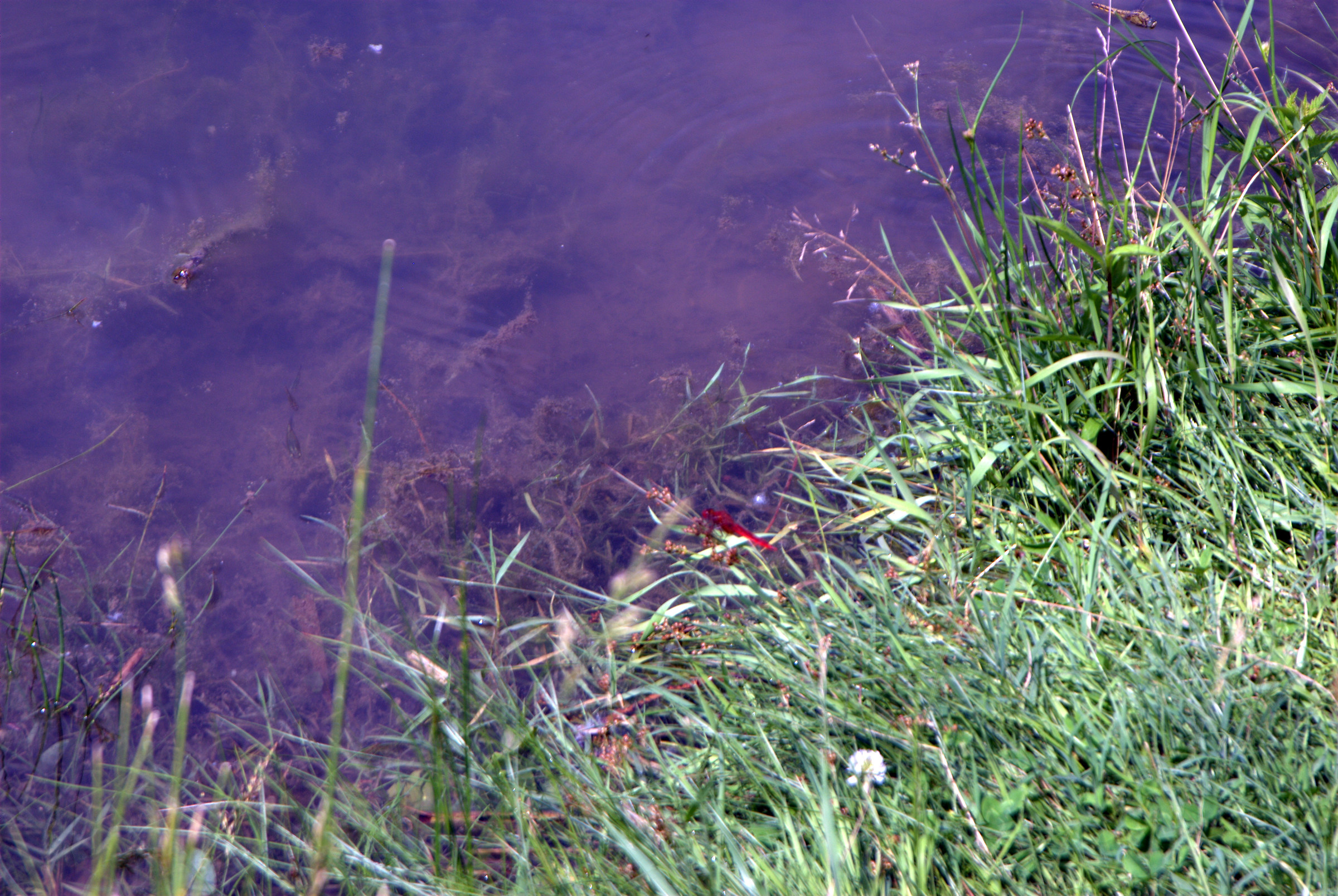 Photo of the pond the Foppe of Cavenago di Brianza