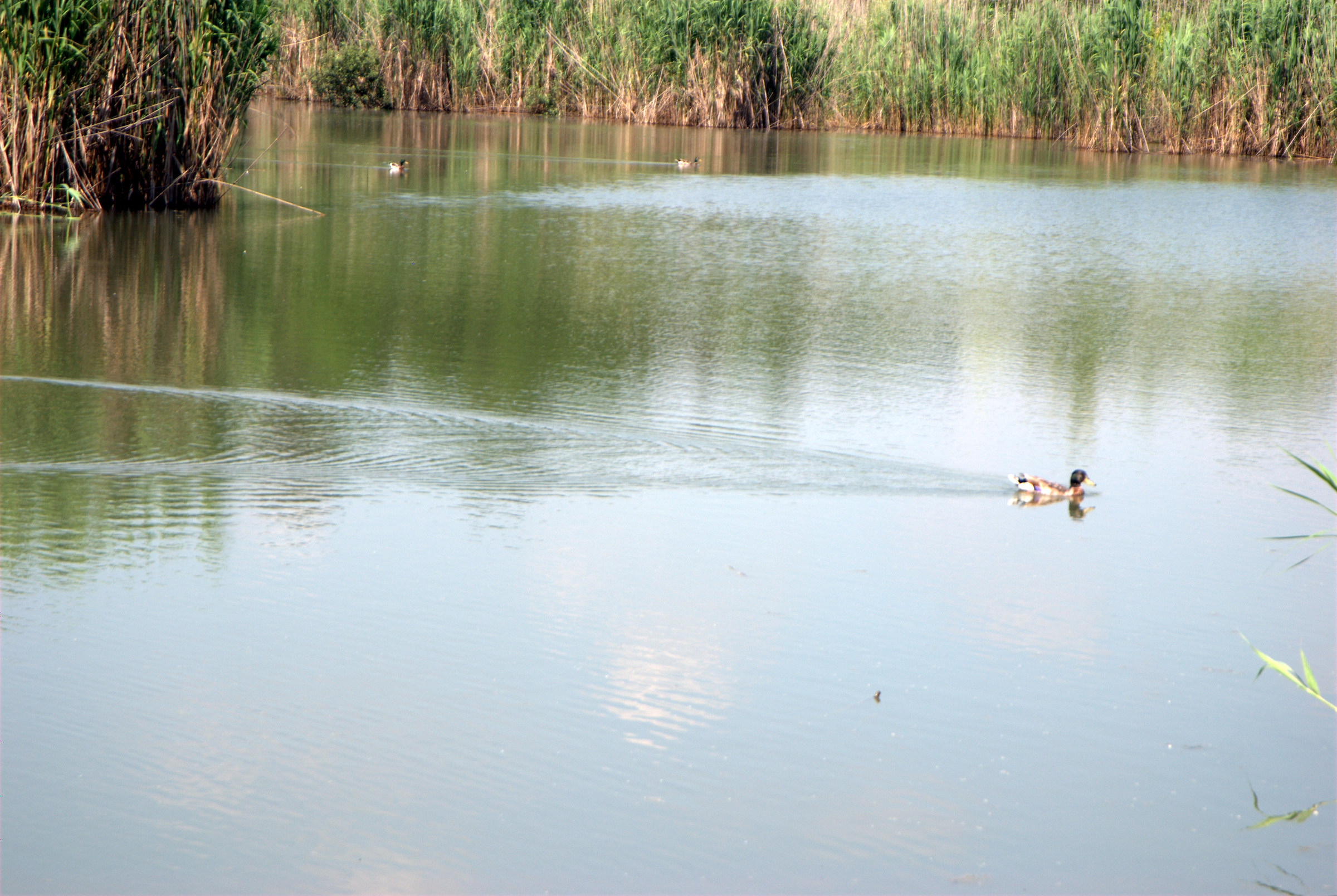 Photo of the pond the Foppe of Cavenago di Brianza