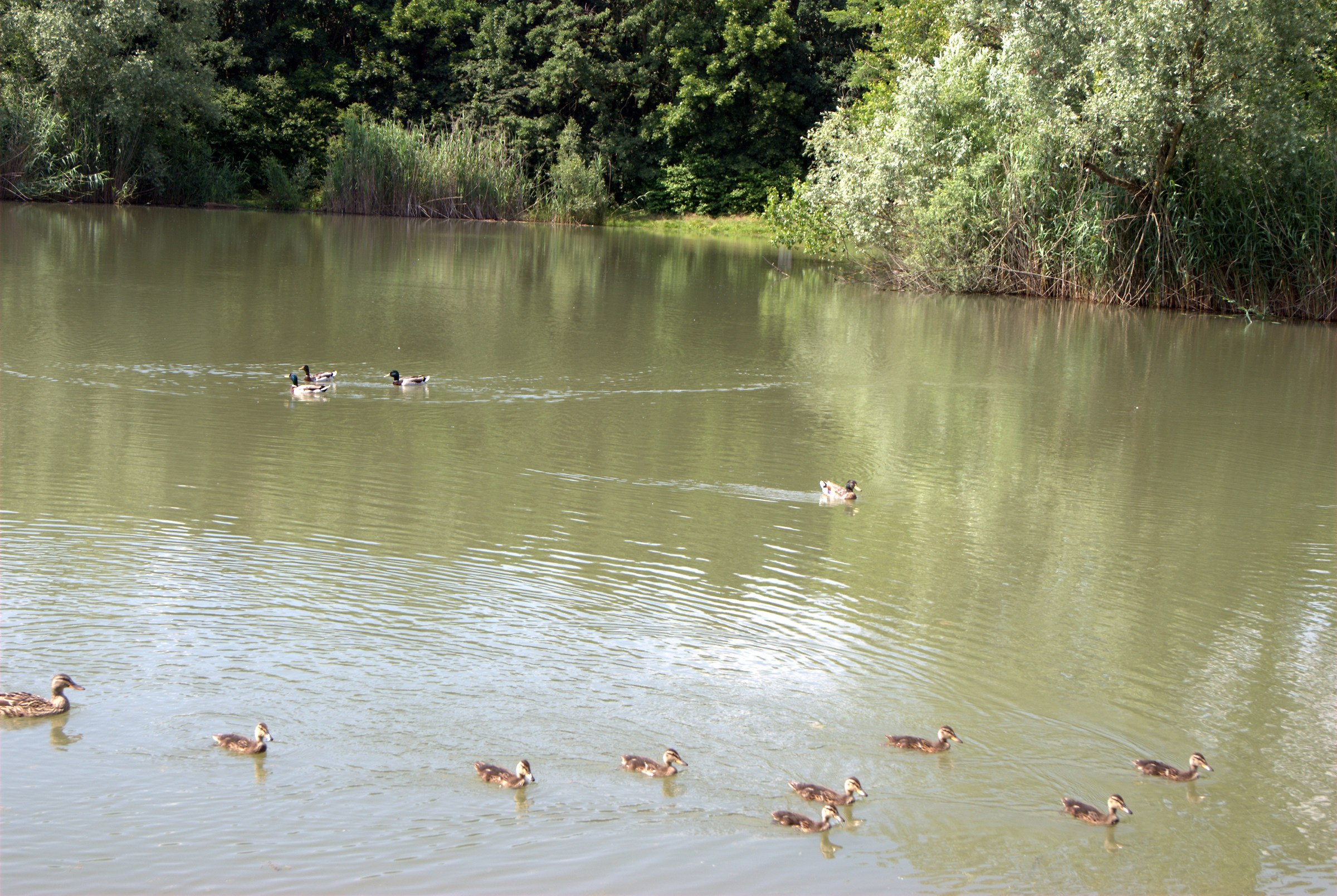 Photo of the pond the Foppe S