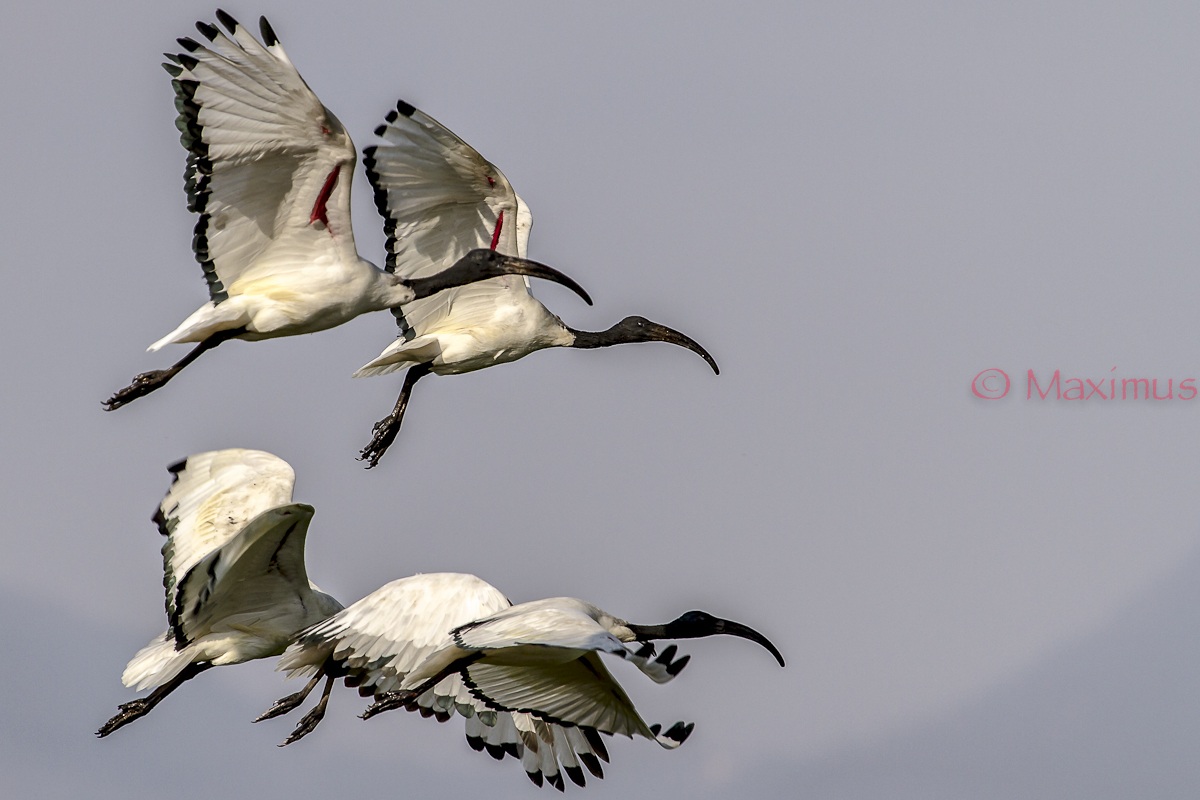 .. lo stacco dei sacri ...