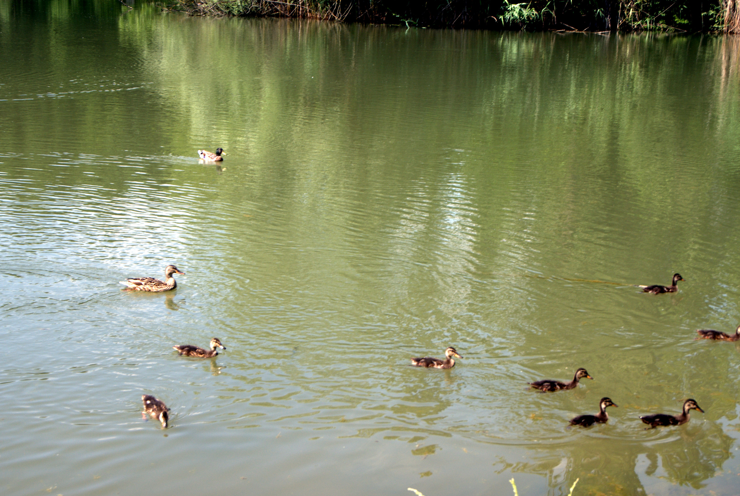 Photo of the pond the Foppe of Cavenago di Brianza