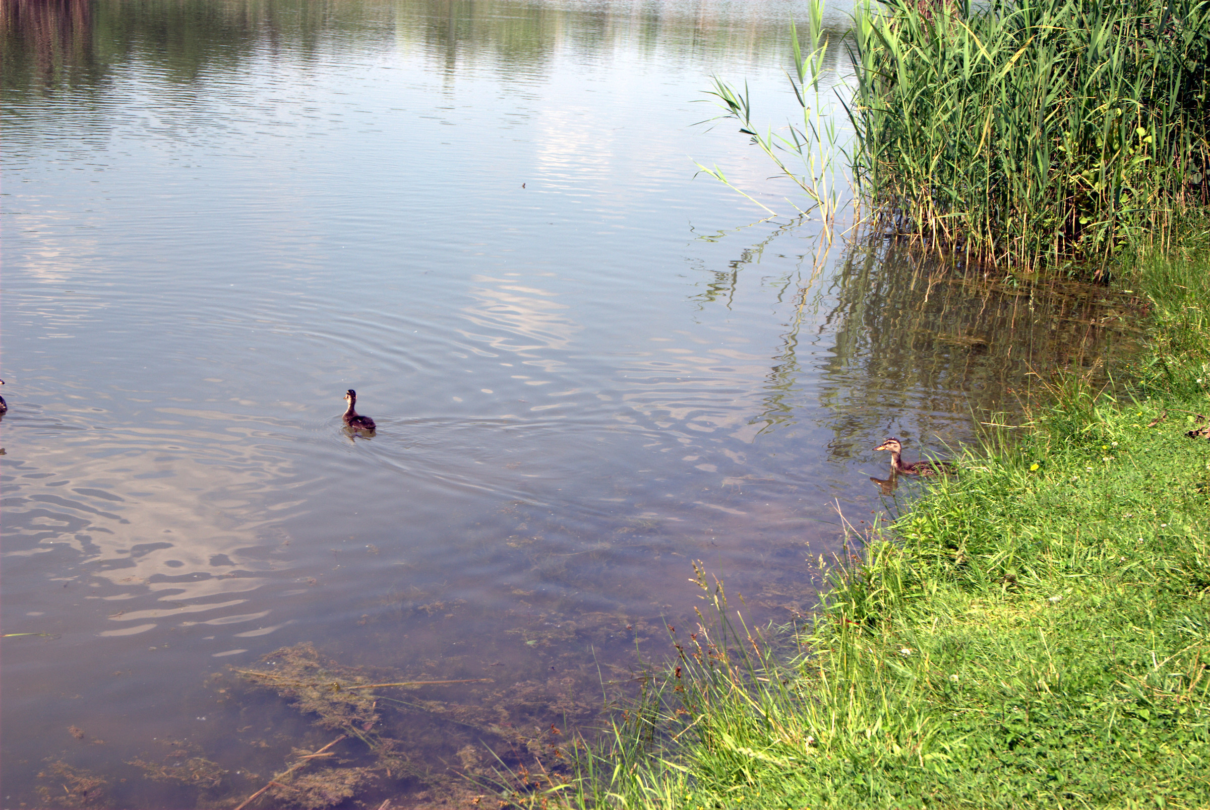 Photo of the pond the Foppe of Cavenago di Brianza