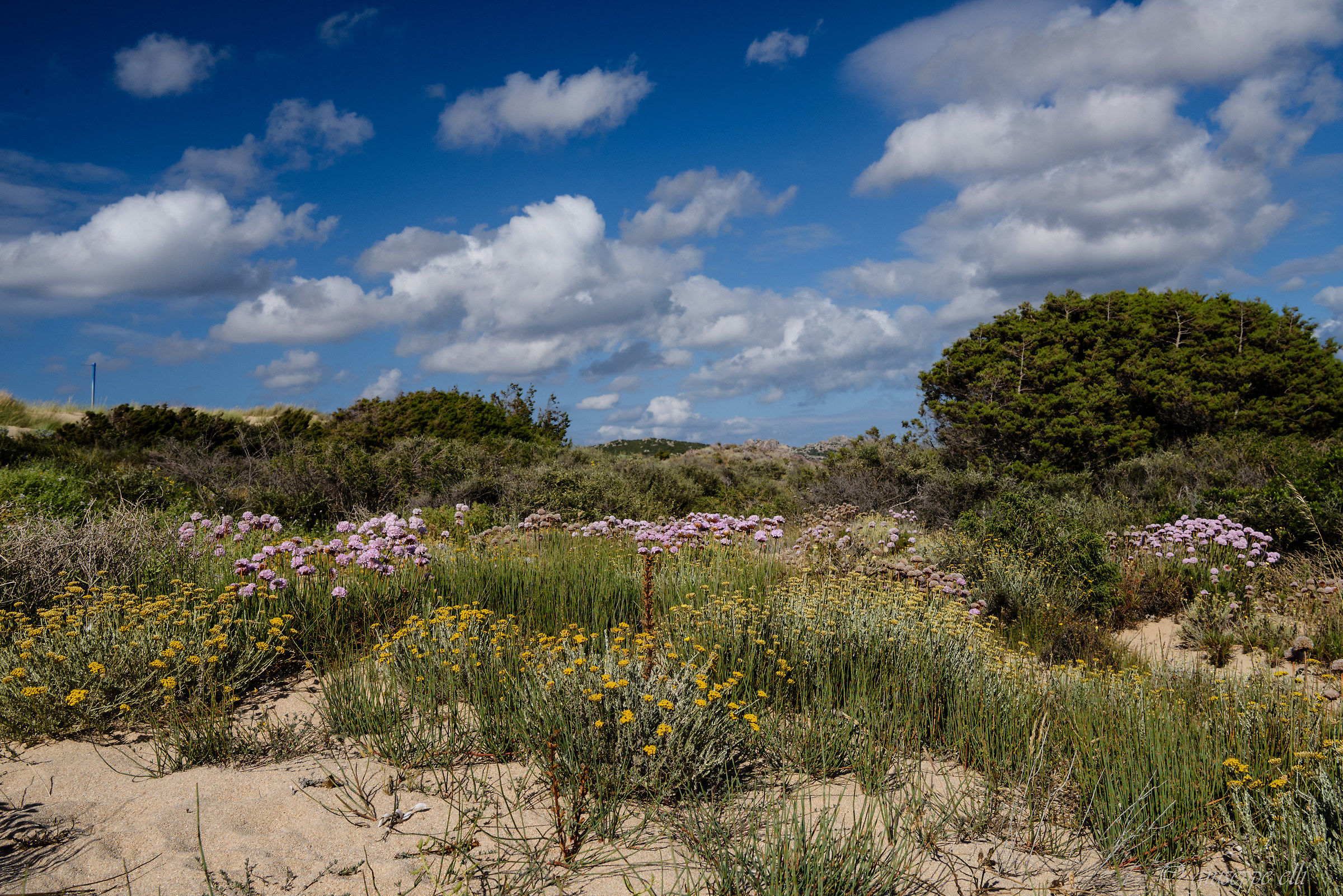 Dune Fiorite