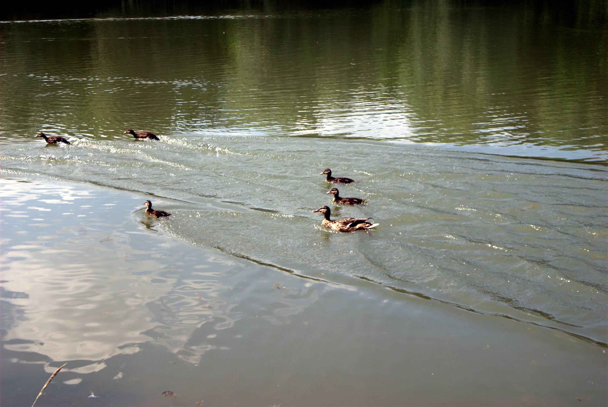 Photo of the pond the Foppe of Cavenago di Brianza