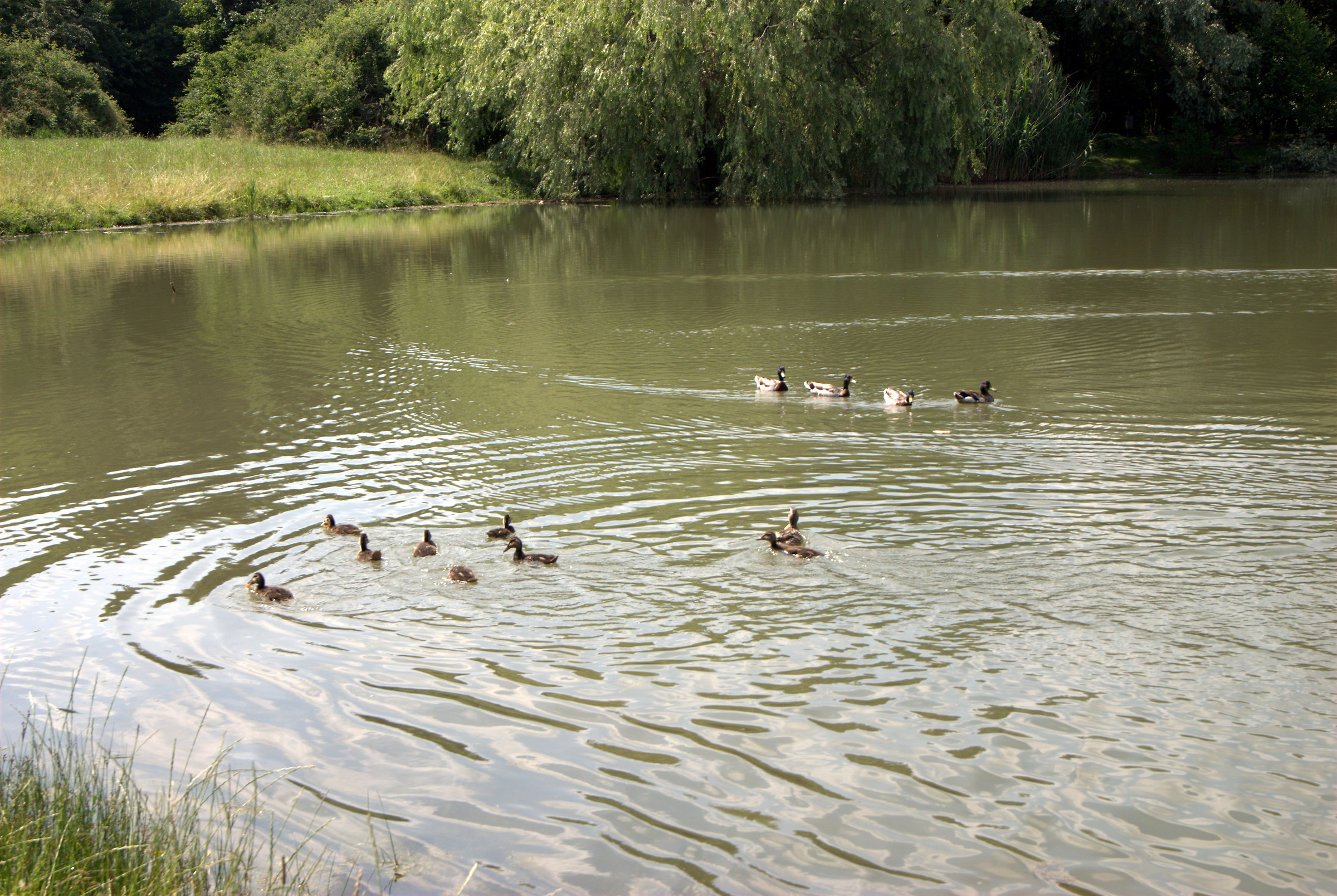Photo of the pond the Foppe of Cavenago di Brianza