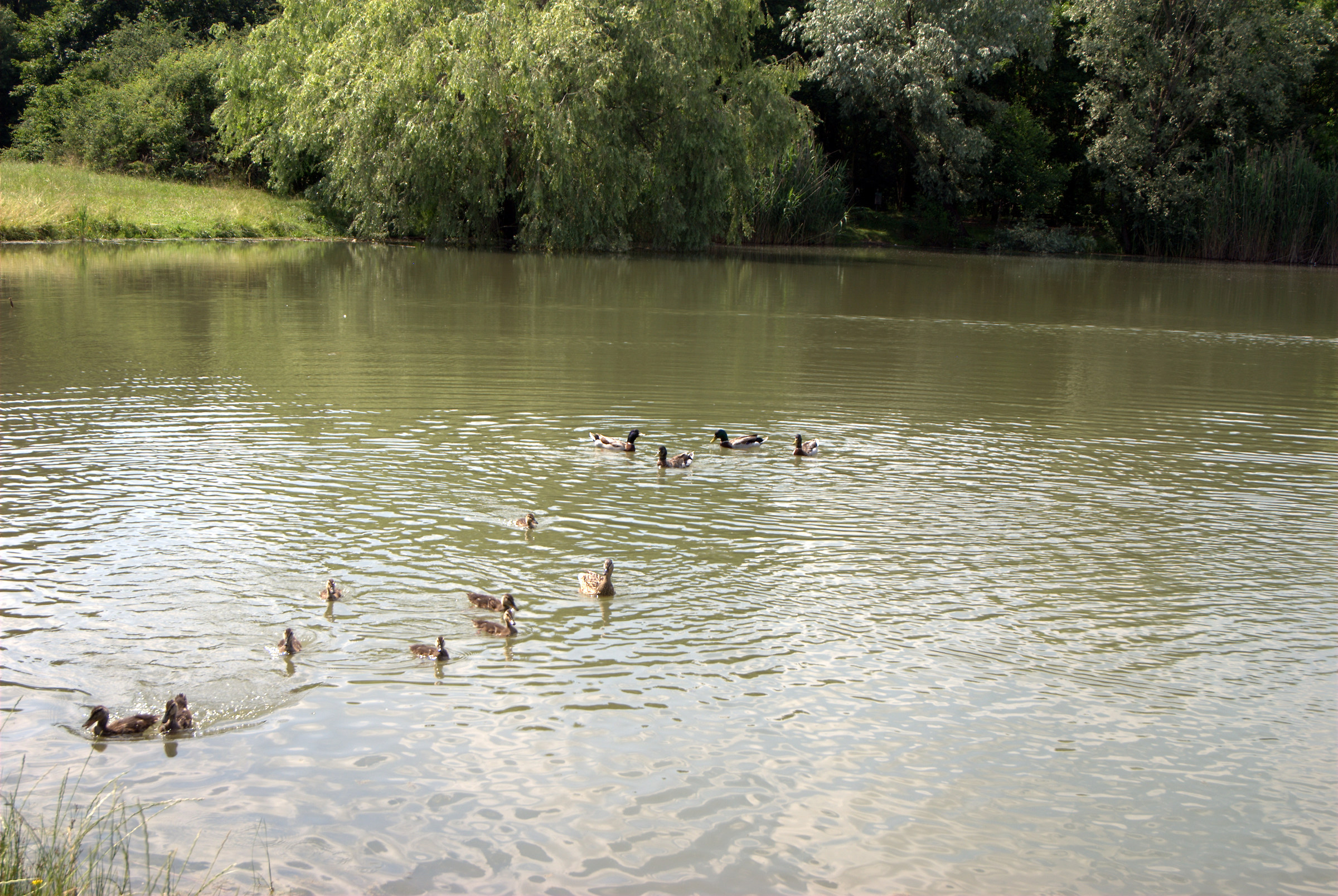 Photos of Cavenago Brianza pond