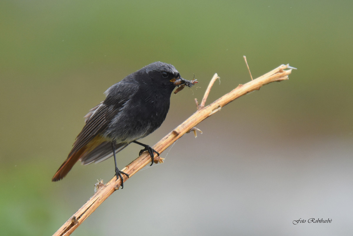 Codirosso spazzacamino...pioggerella...