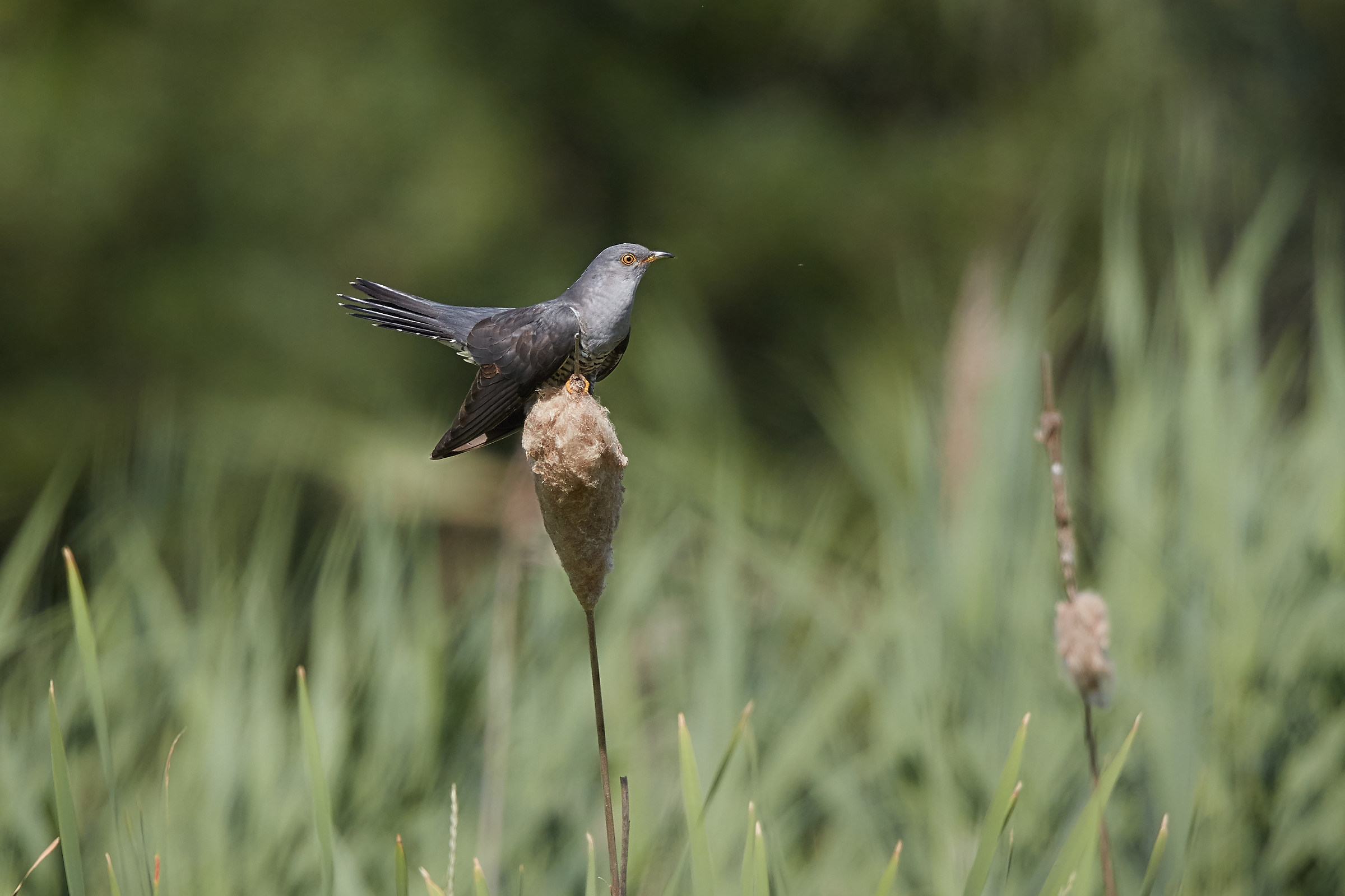 Cuculo (molto) ambientato