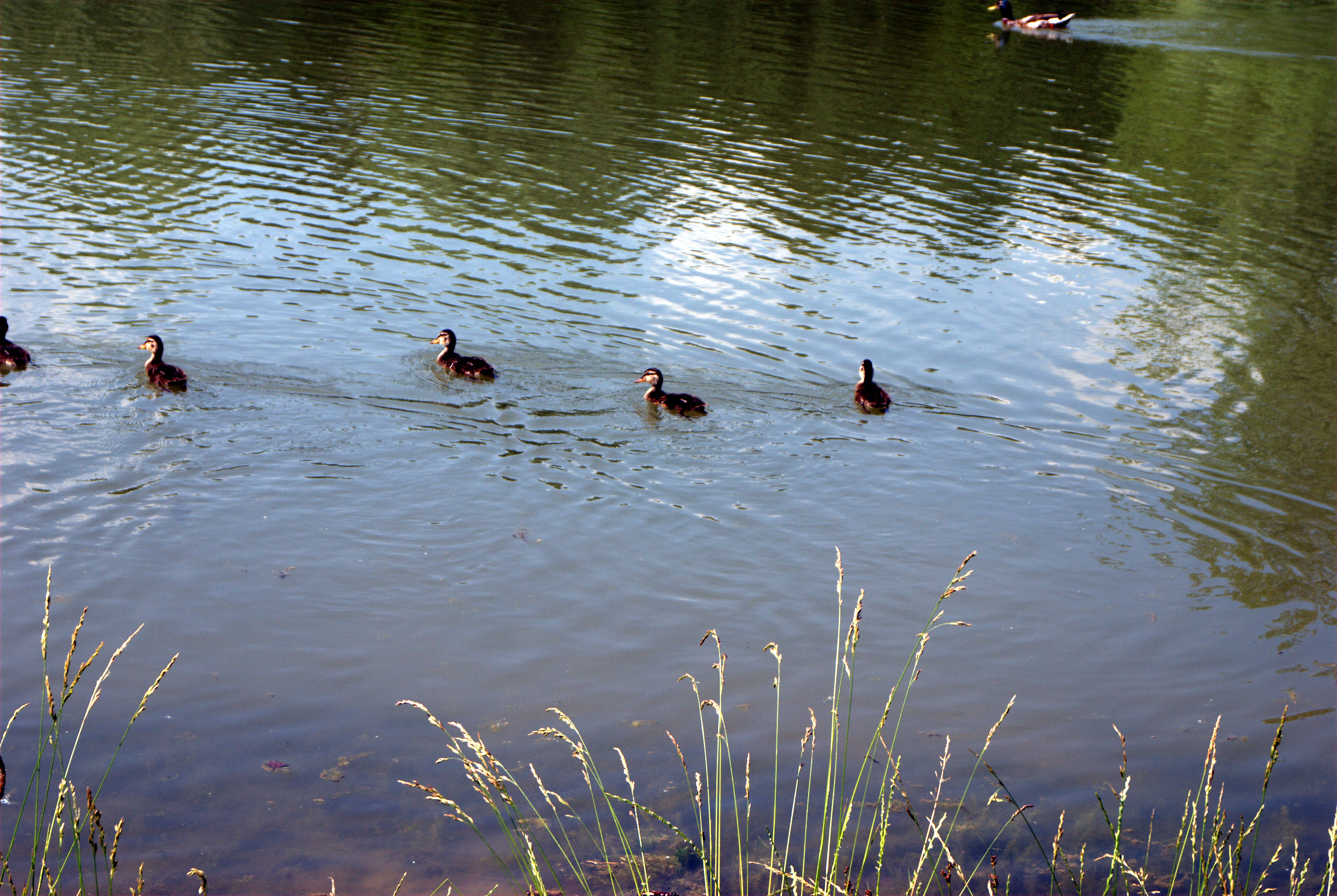 Photo of the pond the Foppe of Cavenago di Brianza