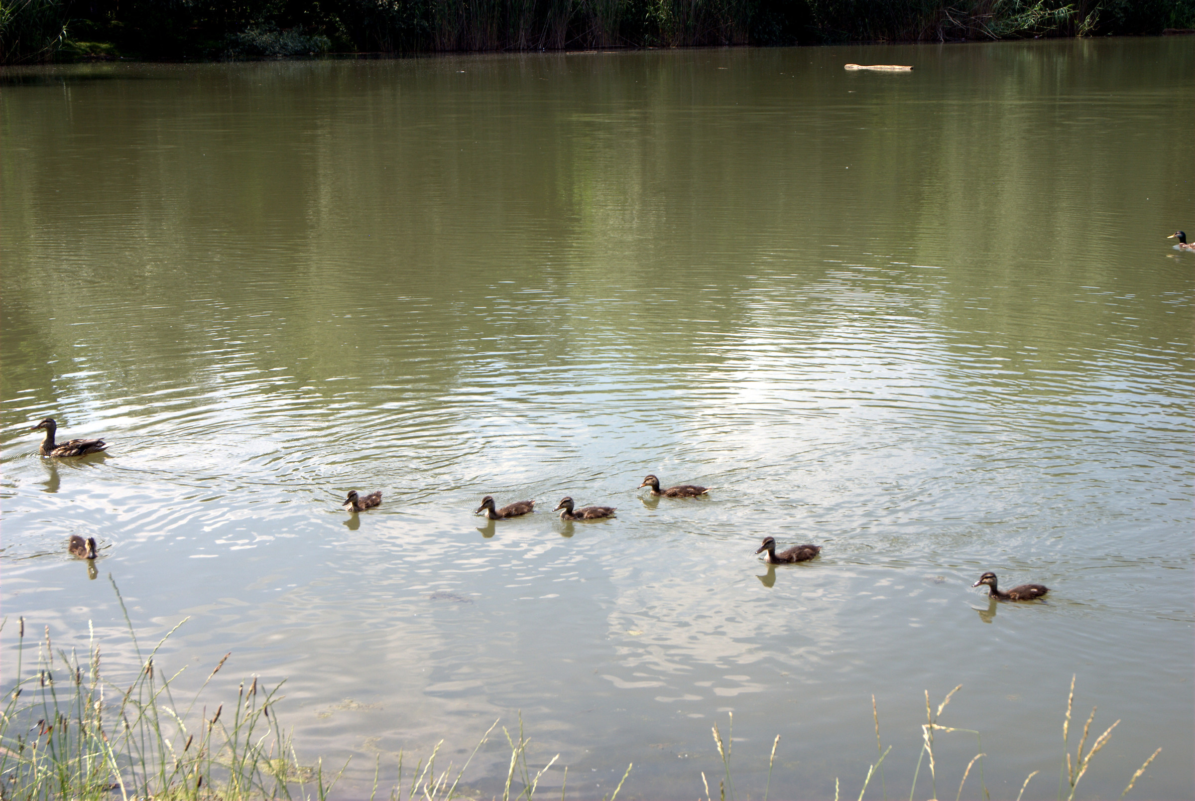 Photo of the pond the Foppe of Cavenago di Brianza
