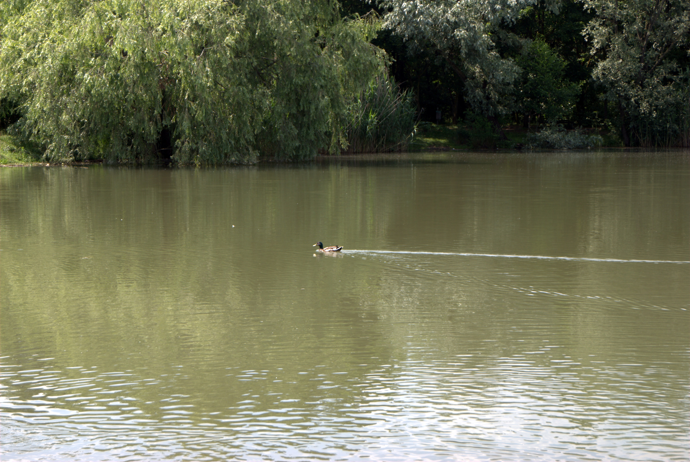 Photo of the pond the Foppe of Cavenago di Brianza