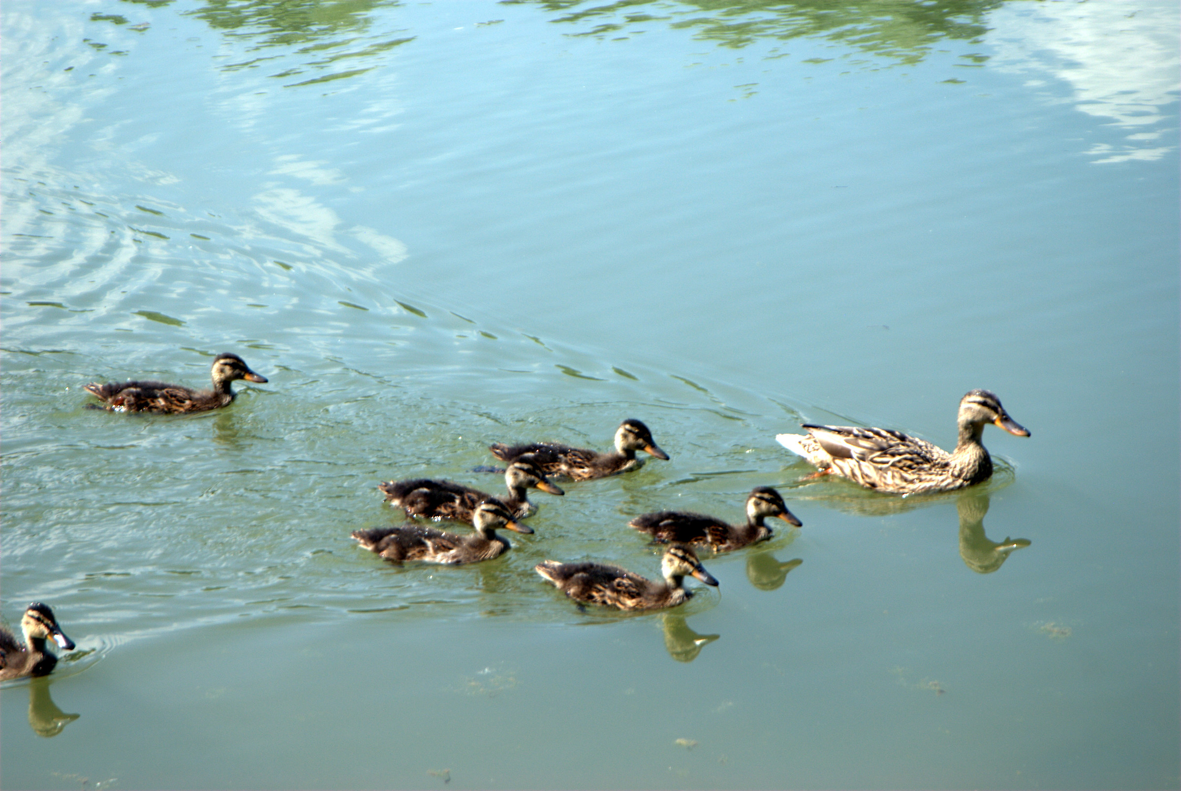 Photo of the pond the Foppe of Cavenago di Brianza