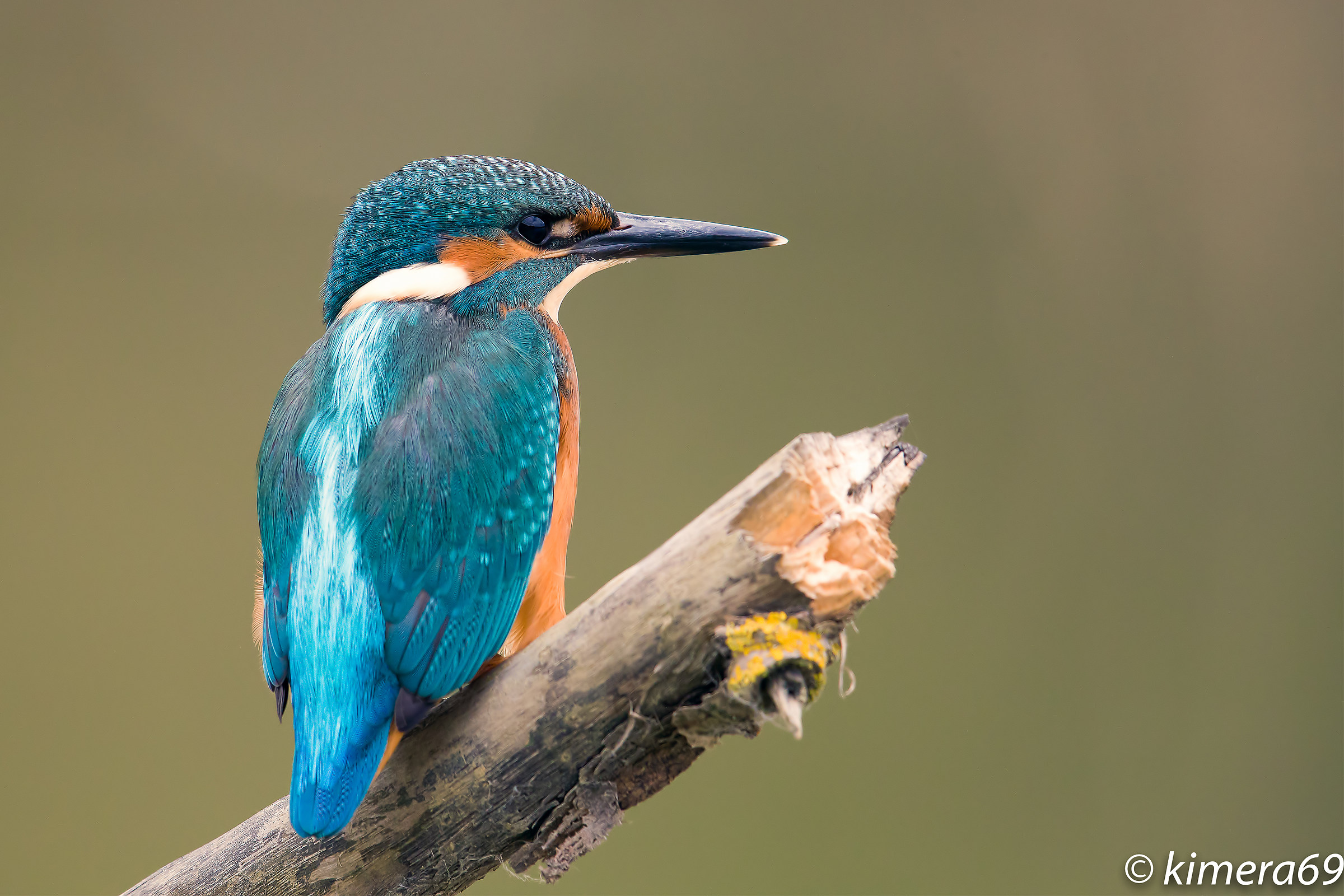 Alcedo atthis