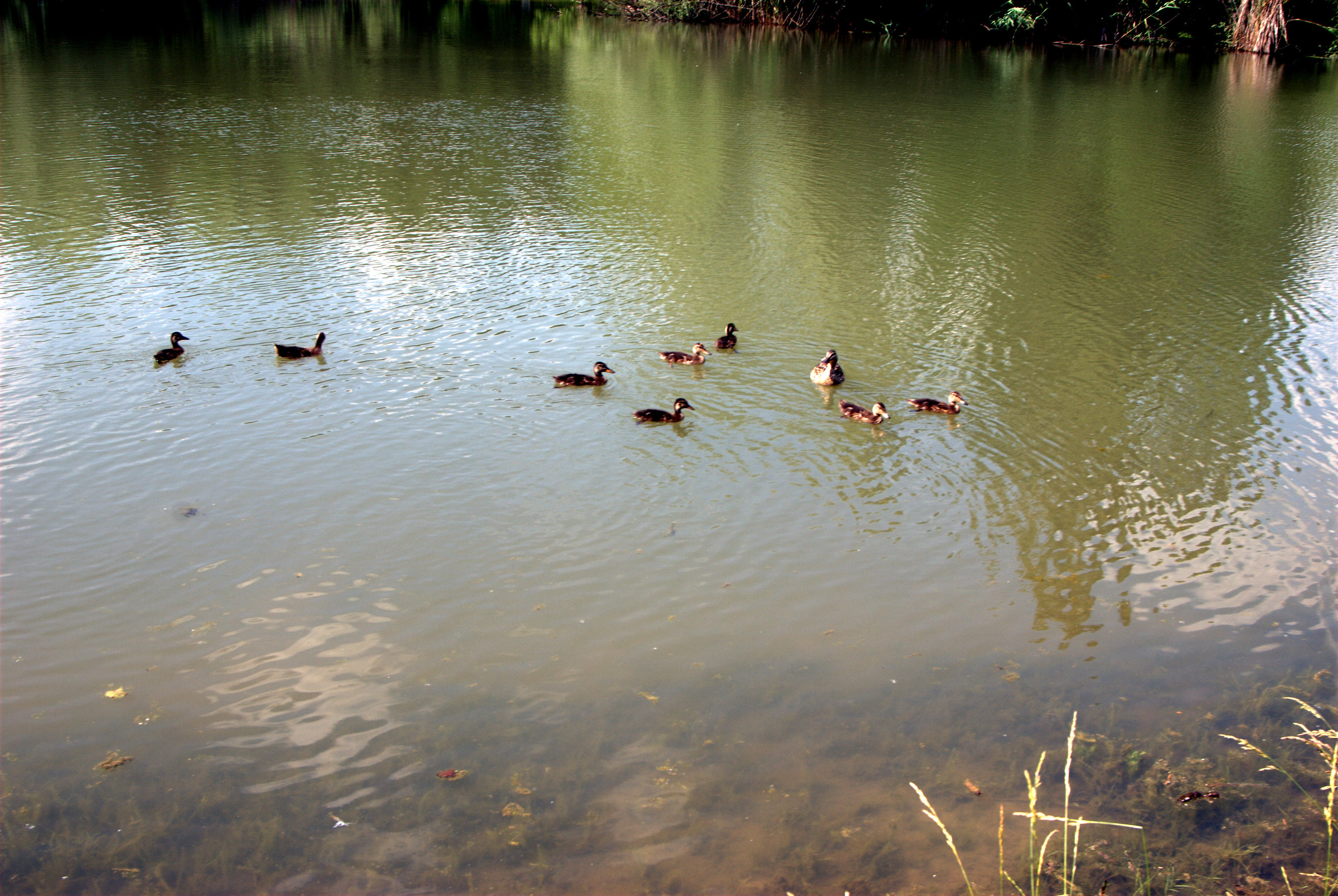 Photo of the pond the Foppe of Cavenago di Brianza