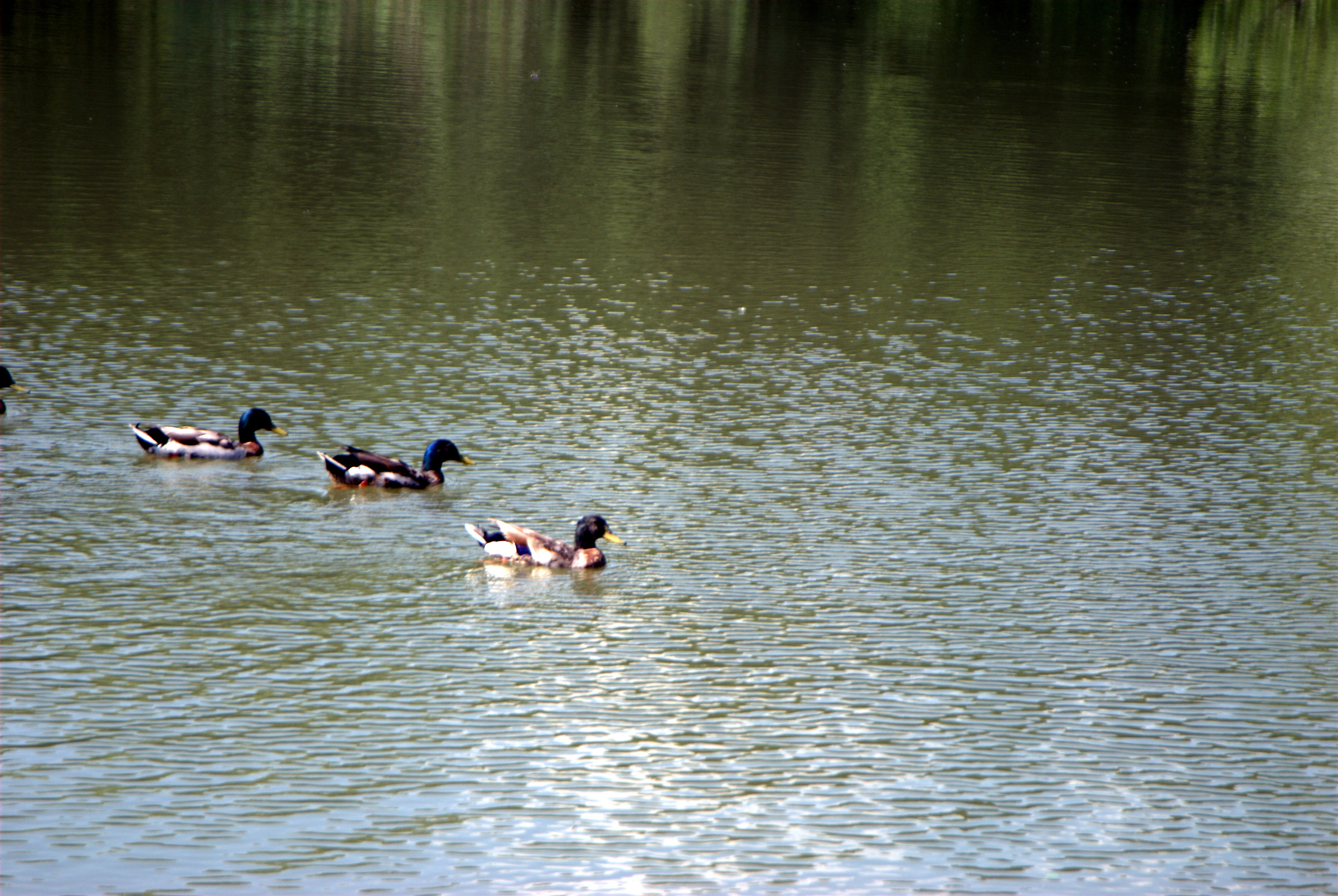 Photo of the pond the Foppe of Cavenago di Brianza