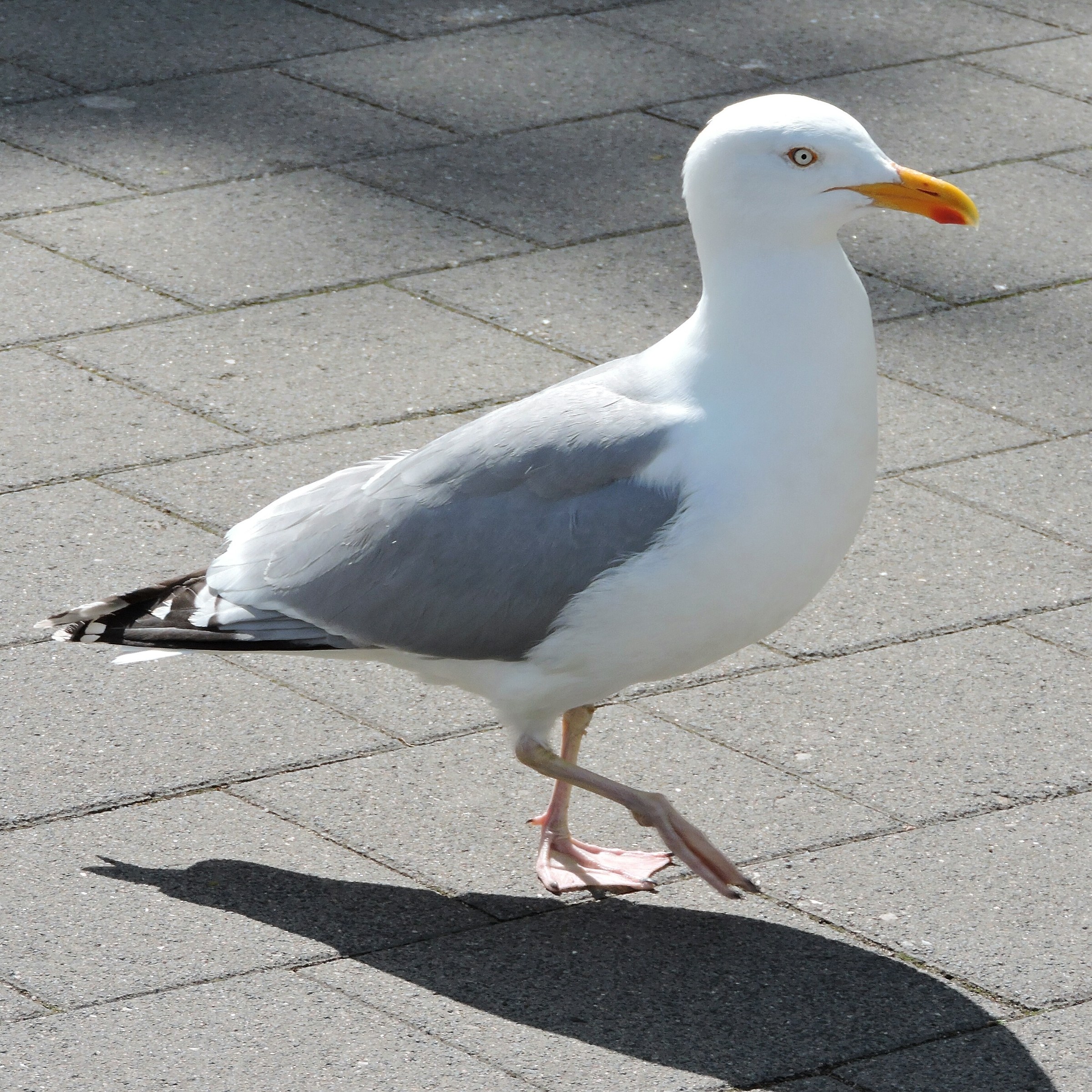 seagull