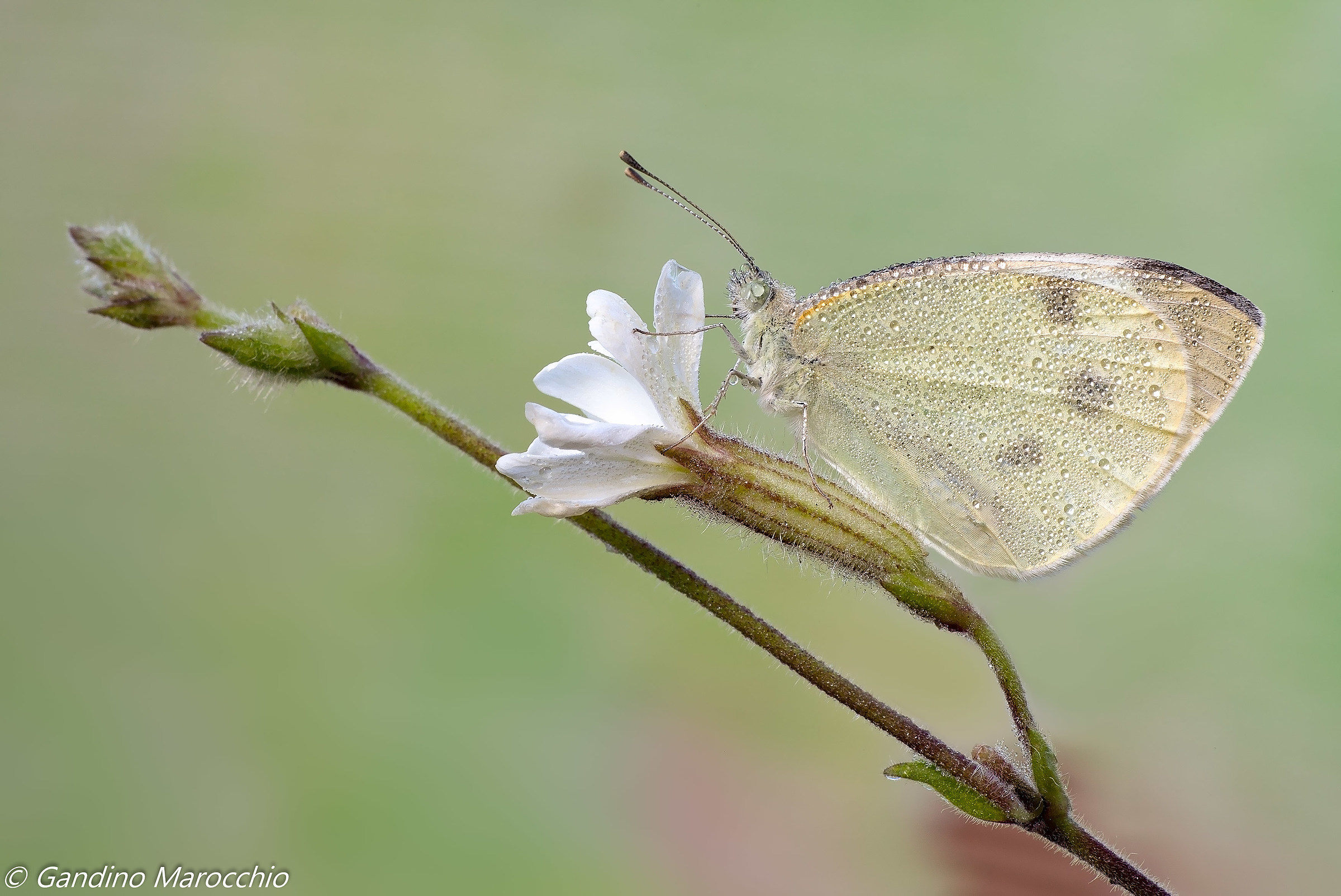 Pieris rapae