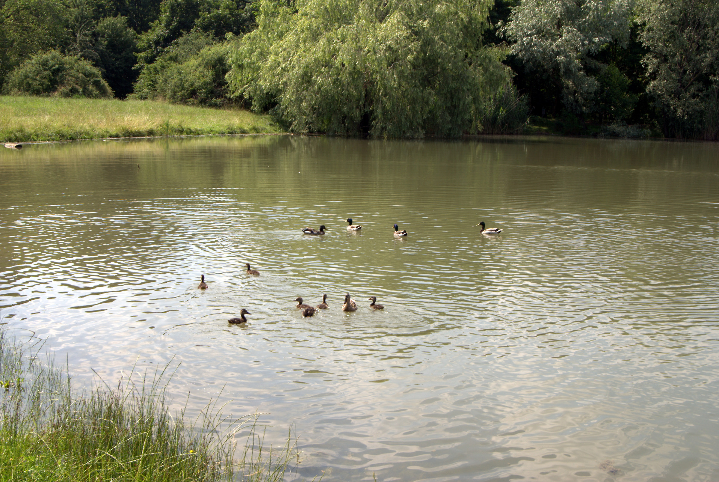 Photo of the pond the Foppe of Cavenago di Brianza