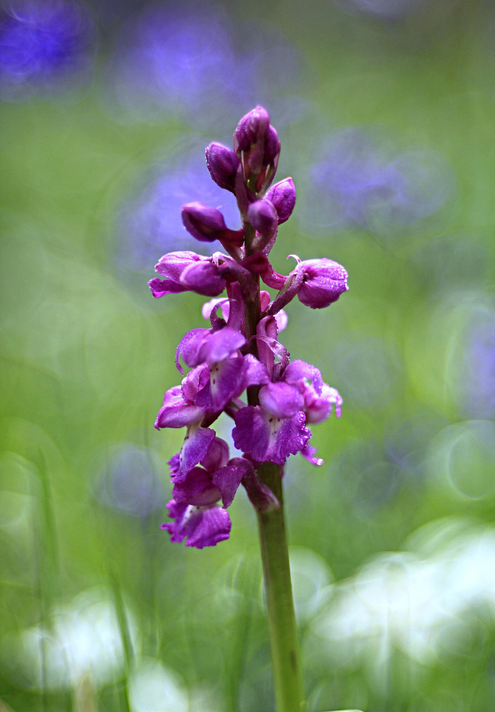 Orchis mascula