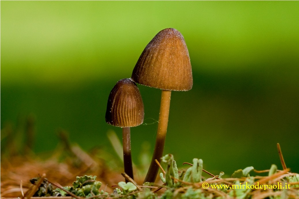 Primi funghi su ceppo di larice