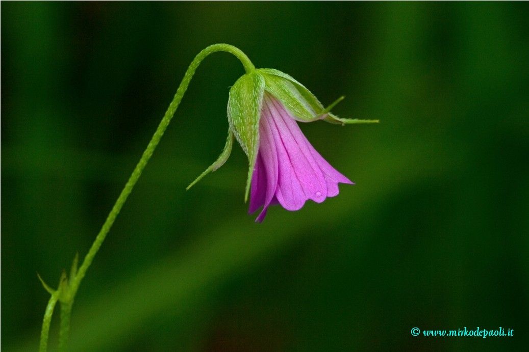 bloody Geranium