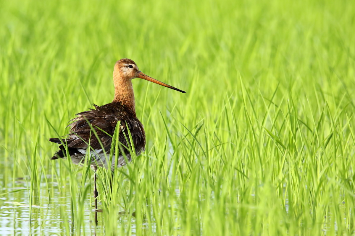 Godwit