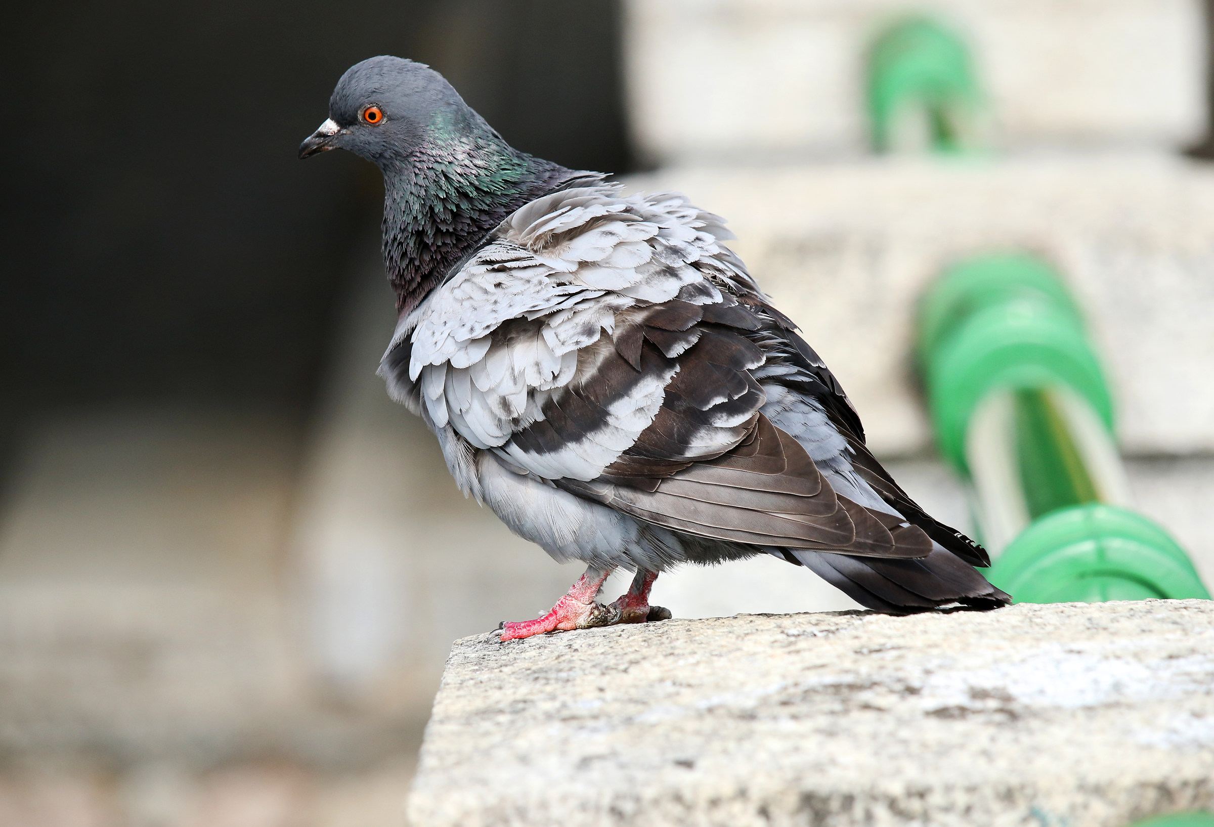 Pigeon