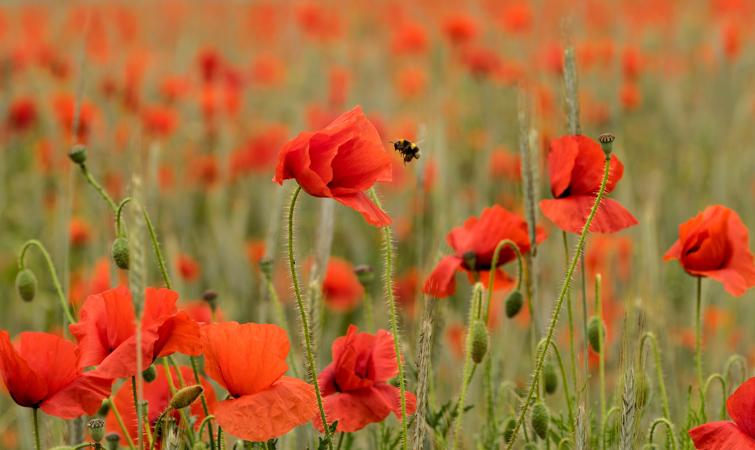 The Same Poppies......