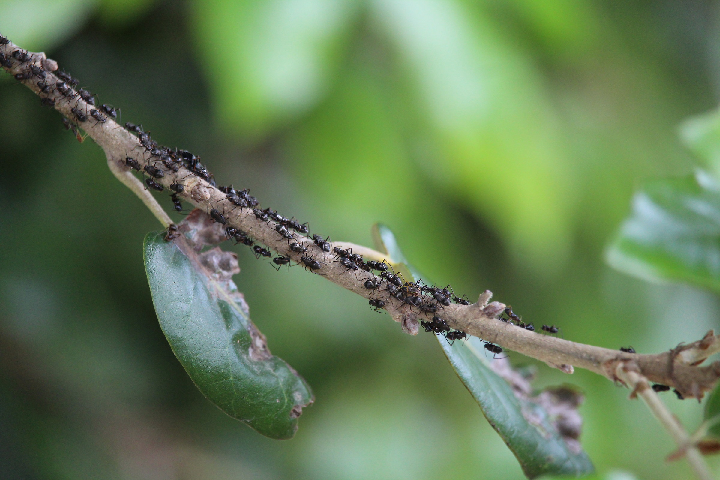 how many ants are they?