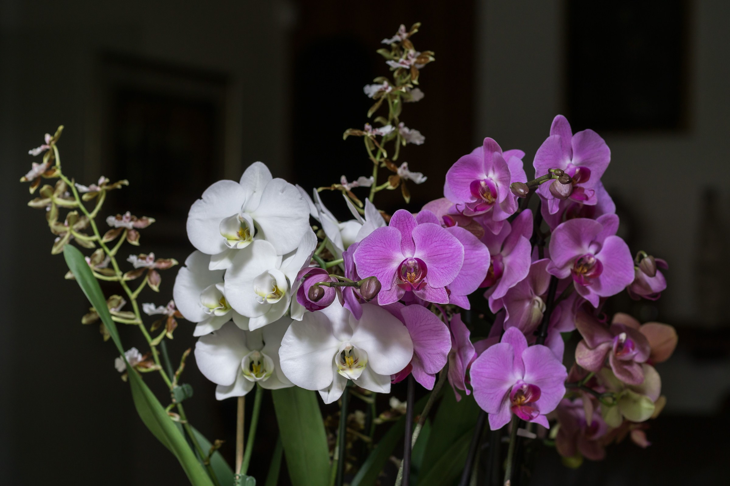 orchids
