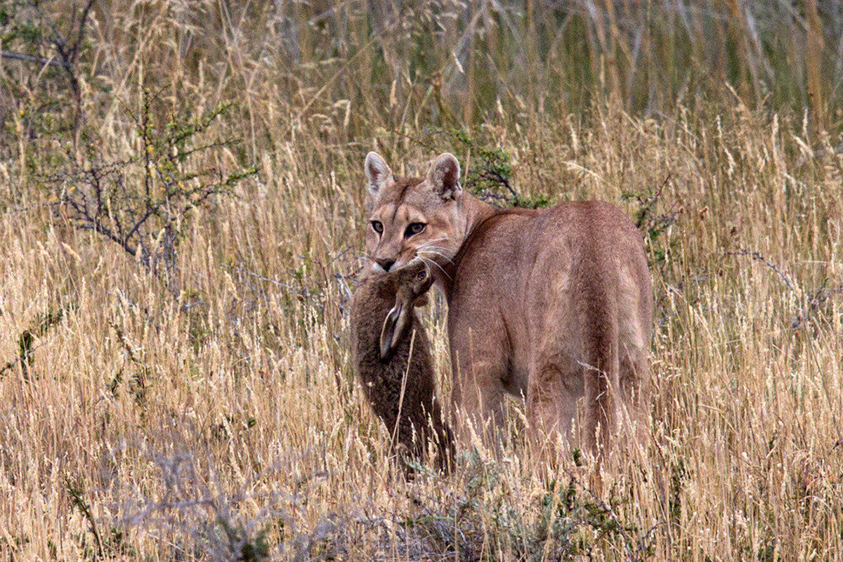 Puma con preda
