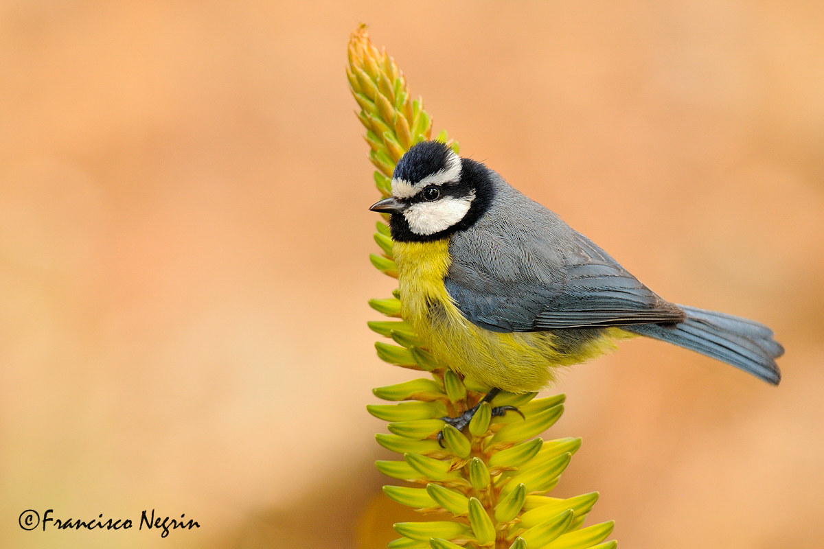 Canary  blue tit ( Cyanistes teneriffae )