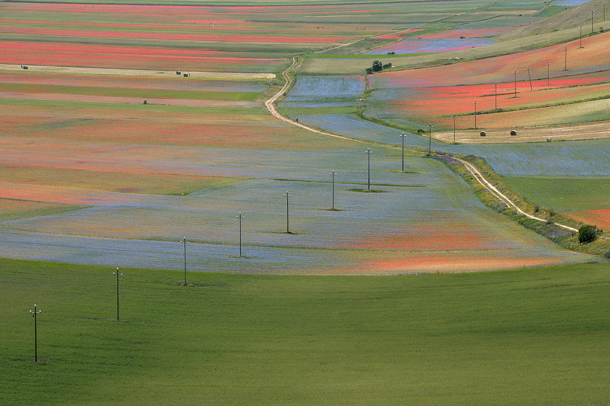 Fioritura a Castelluccio