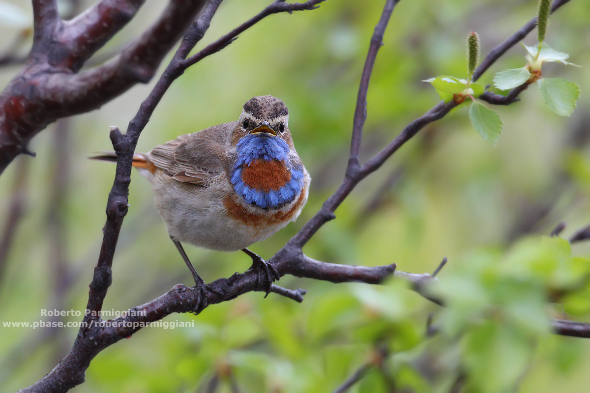 Bluethroat