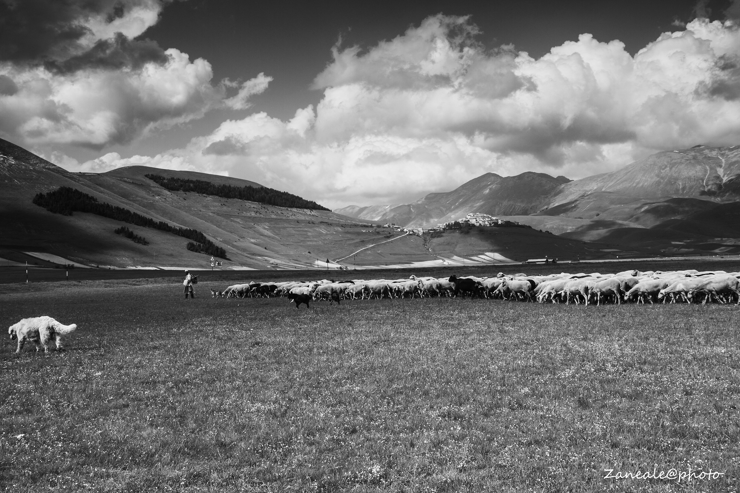the shepherd and the flock in Castelluccio of Norcia