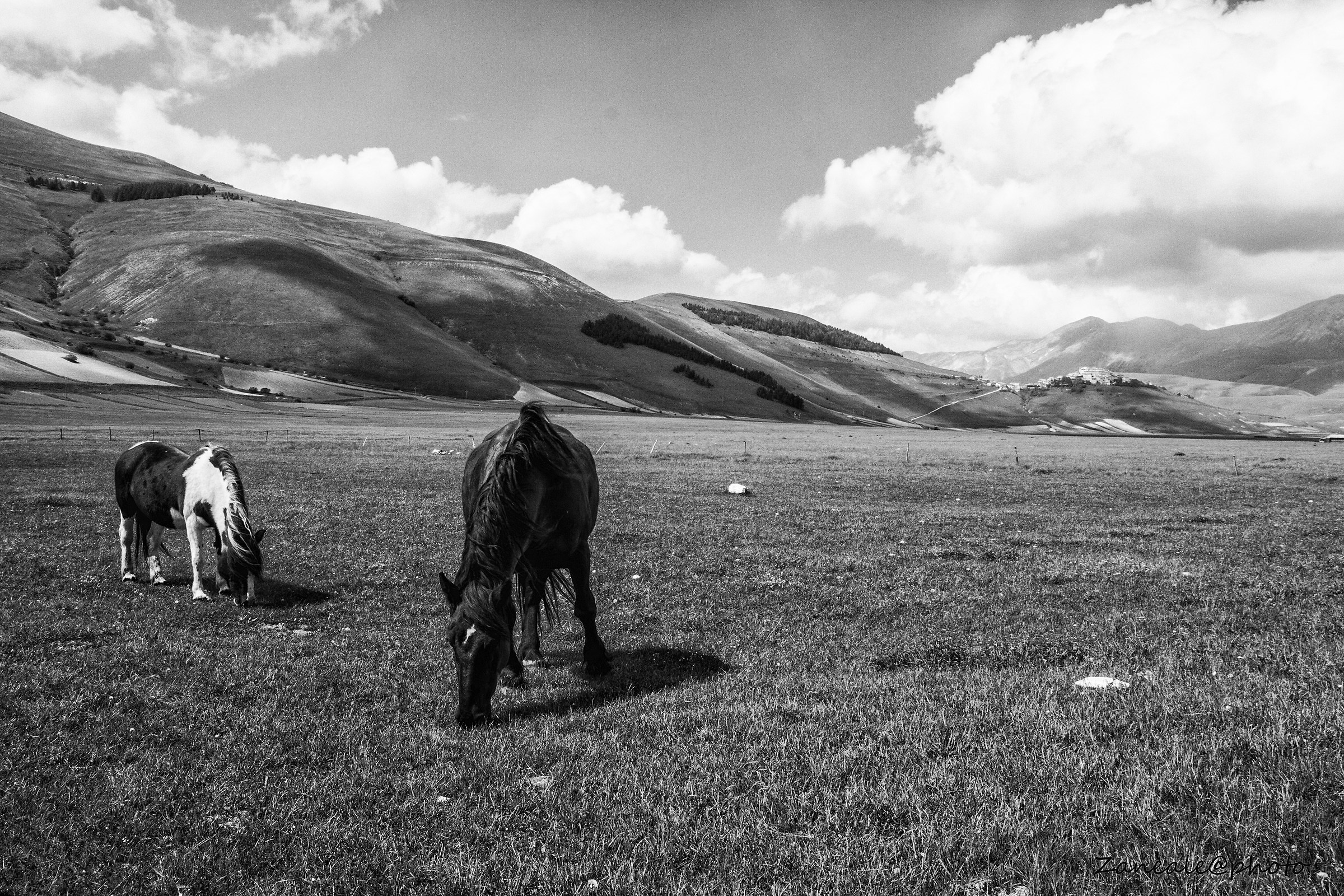 horses castelluccio
