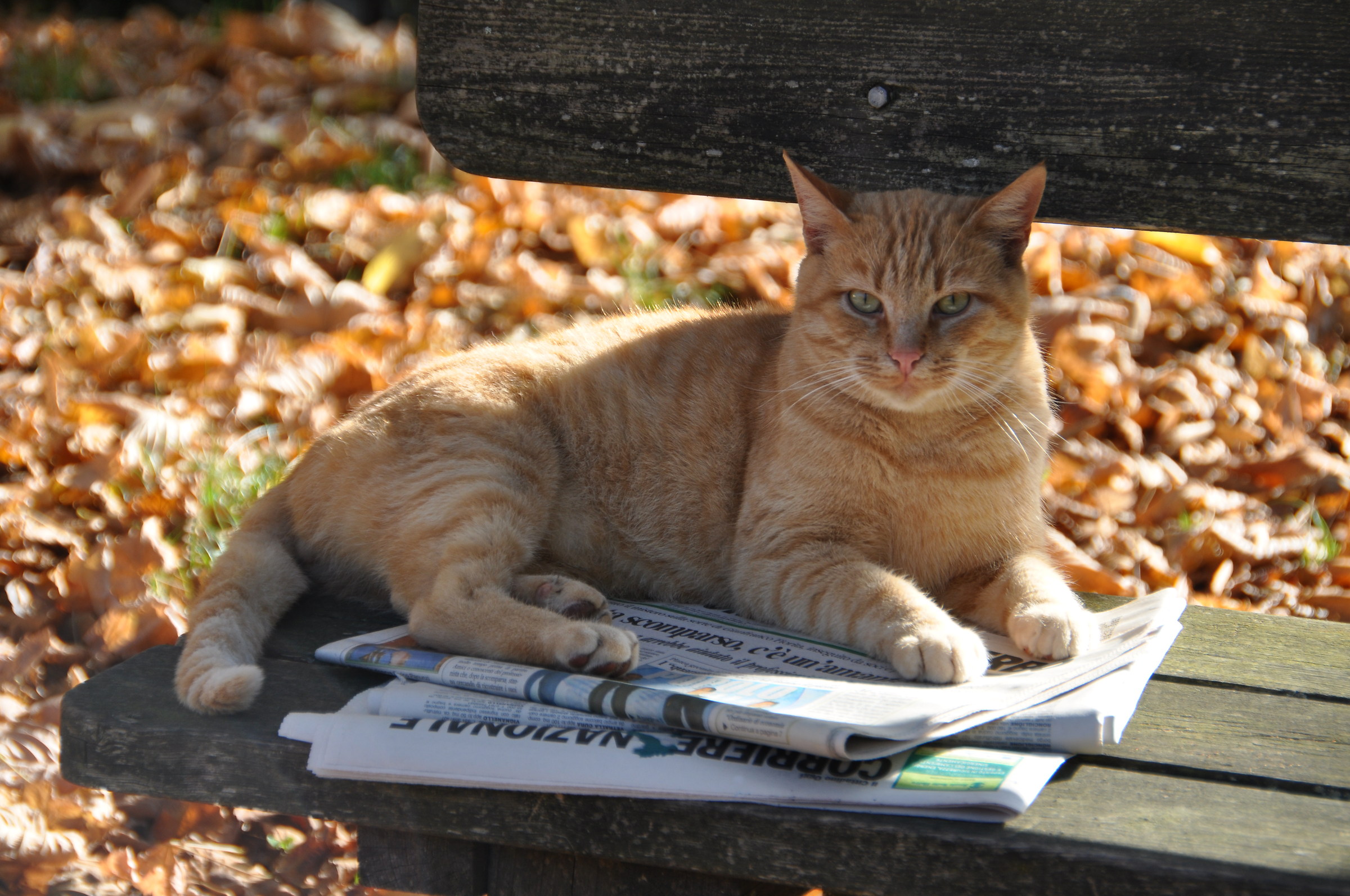 non mi disturbate, sono un gatto intellettuale...