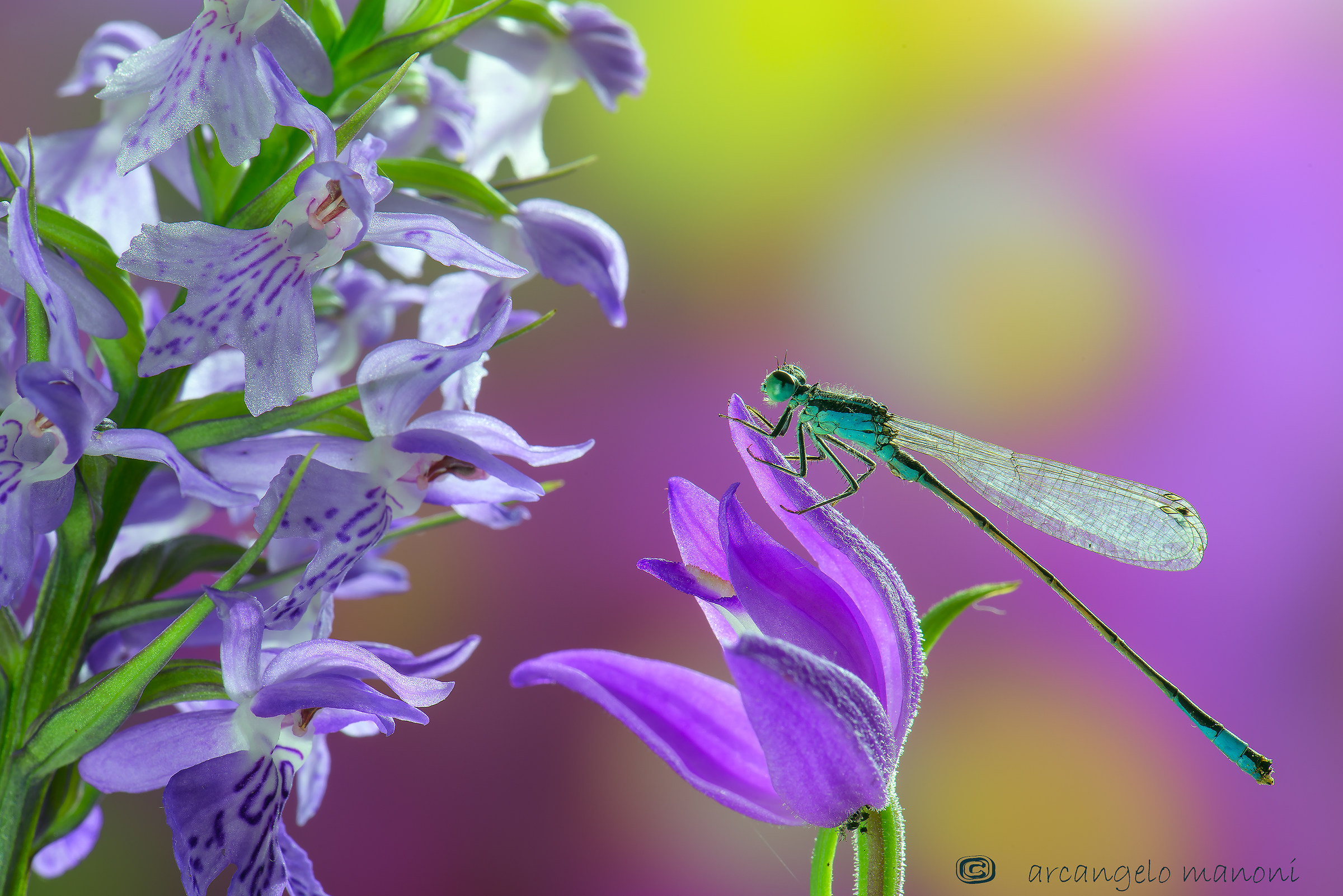 In the paradise of homegrown orchids