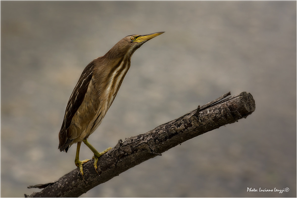 Tarabusino full frame