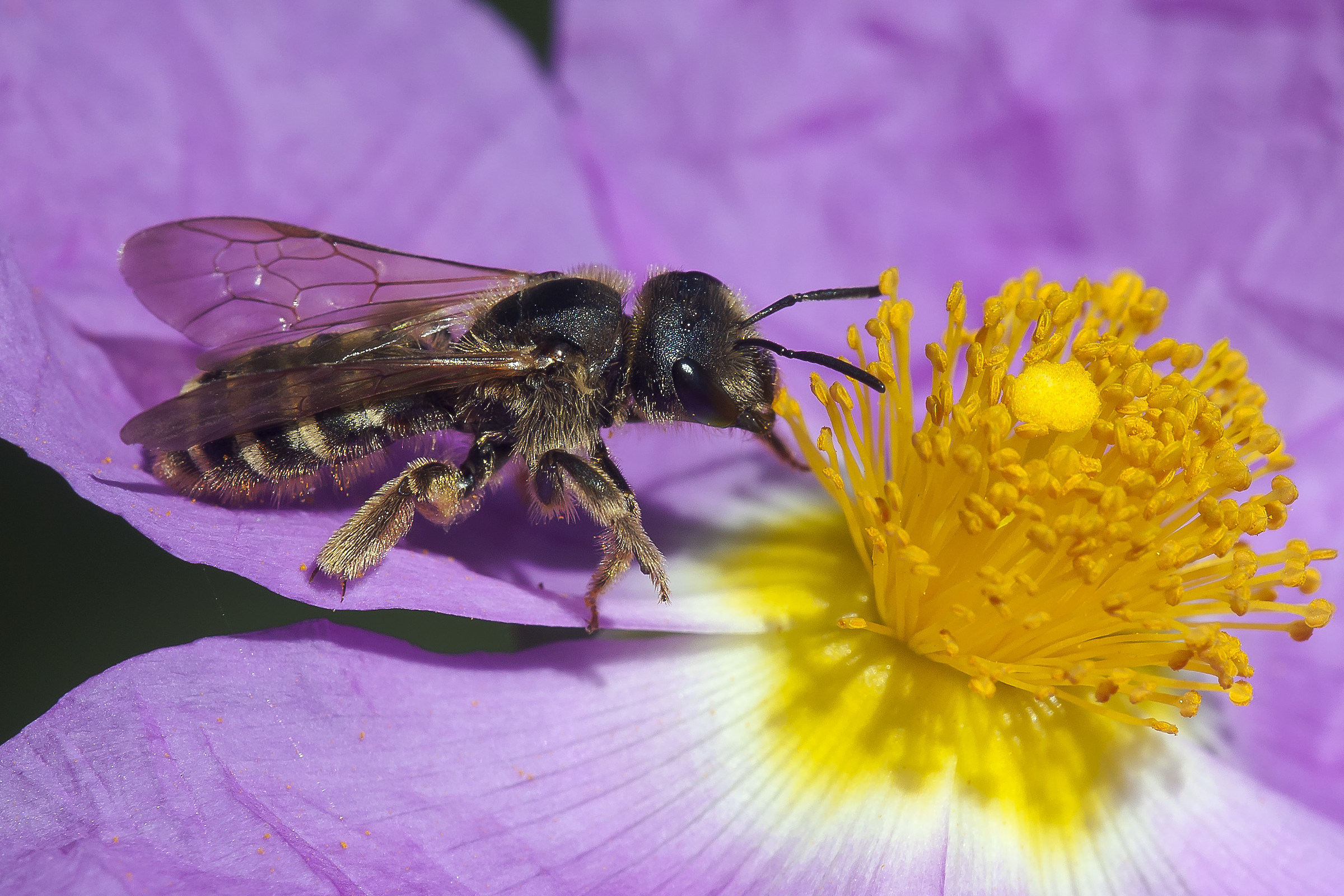 Sexcintus halictus